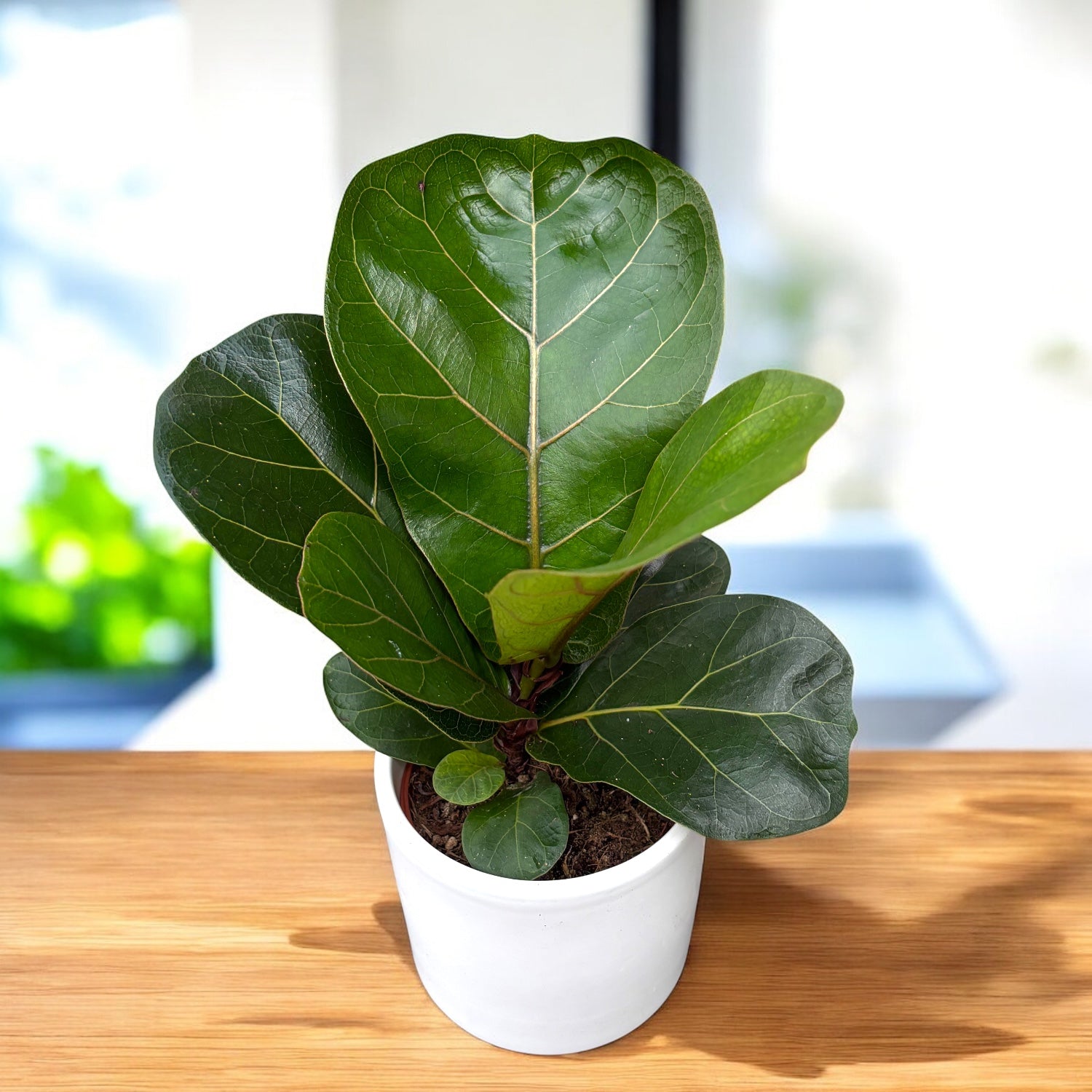 Ficus lyrata 'Bambino' – Secret Garden Plant Shop