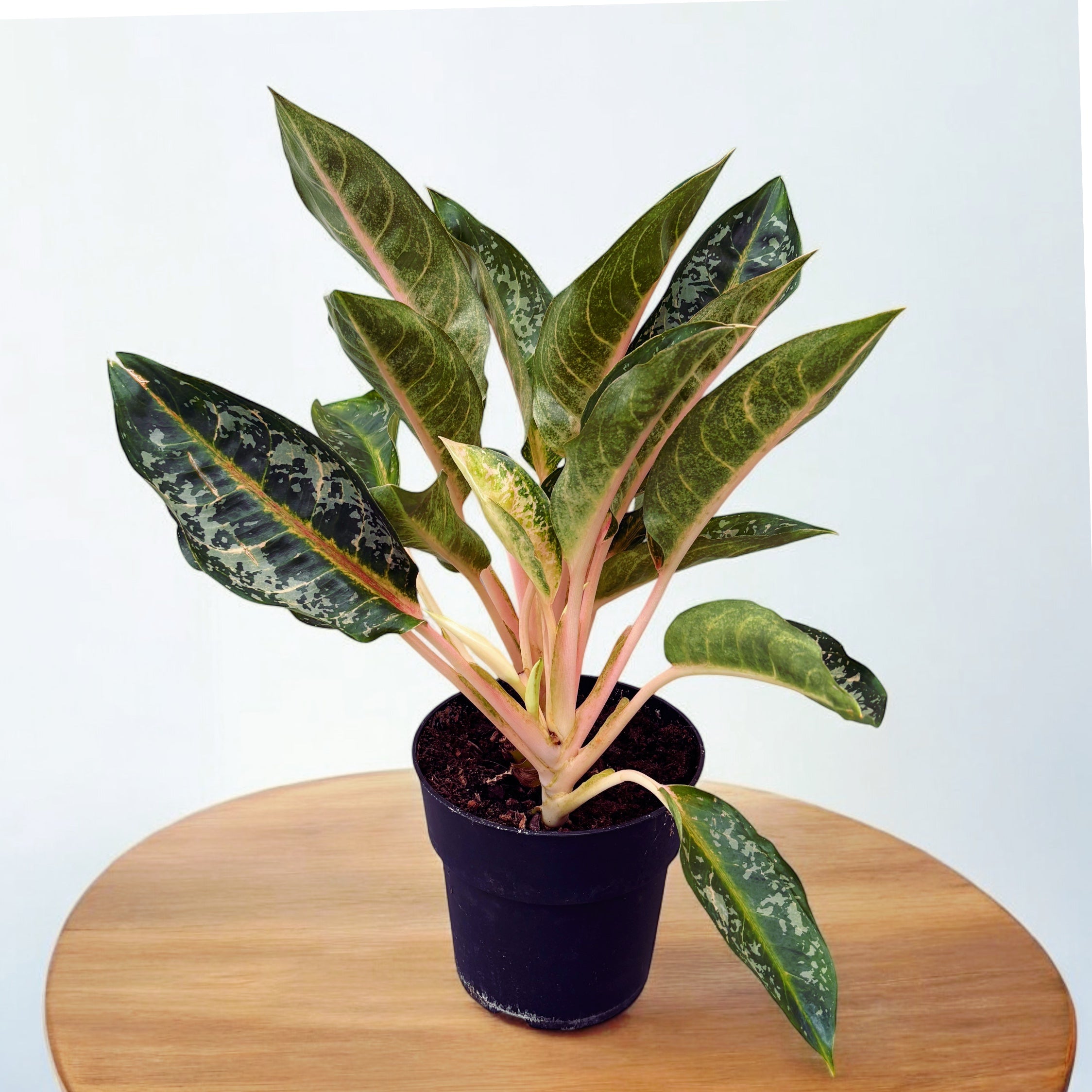 aglaonema orange flame Aglaonema 'Orange Flame' 3pp