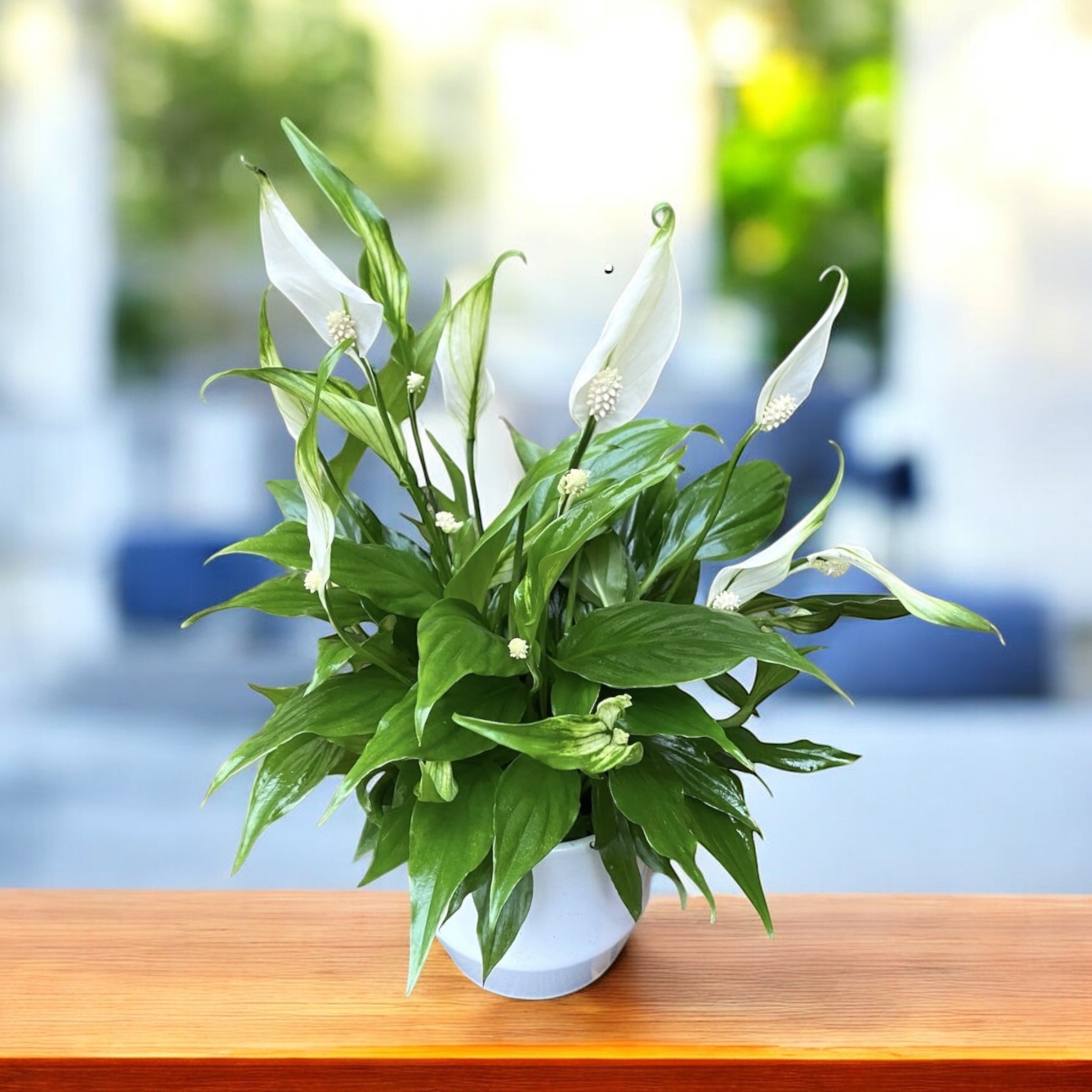 Spathiphyllum  Friedenslilie, die Pflanze mit wiederholter Blte und   Secret Garden Plant Shop