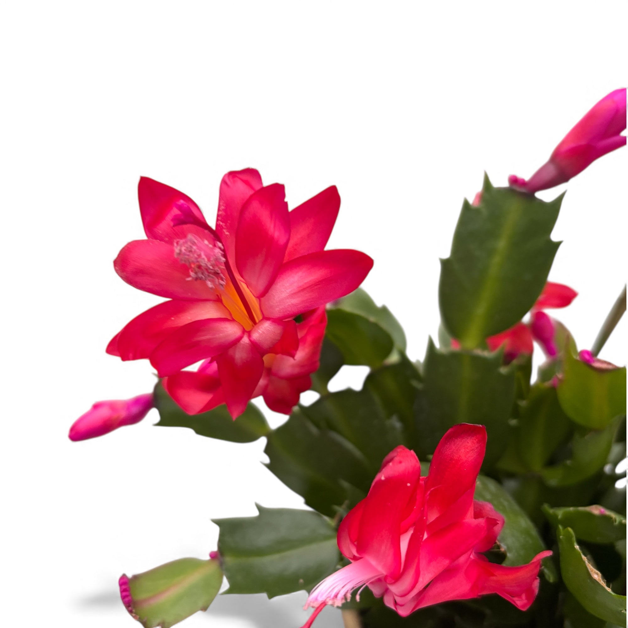 cactus di natale Schlumbergera 'Thor Olga' (Cactus di Natale) – Secret Garden Plant Shop