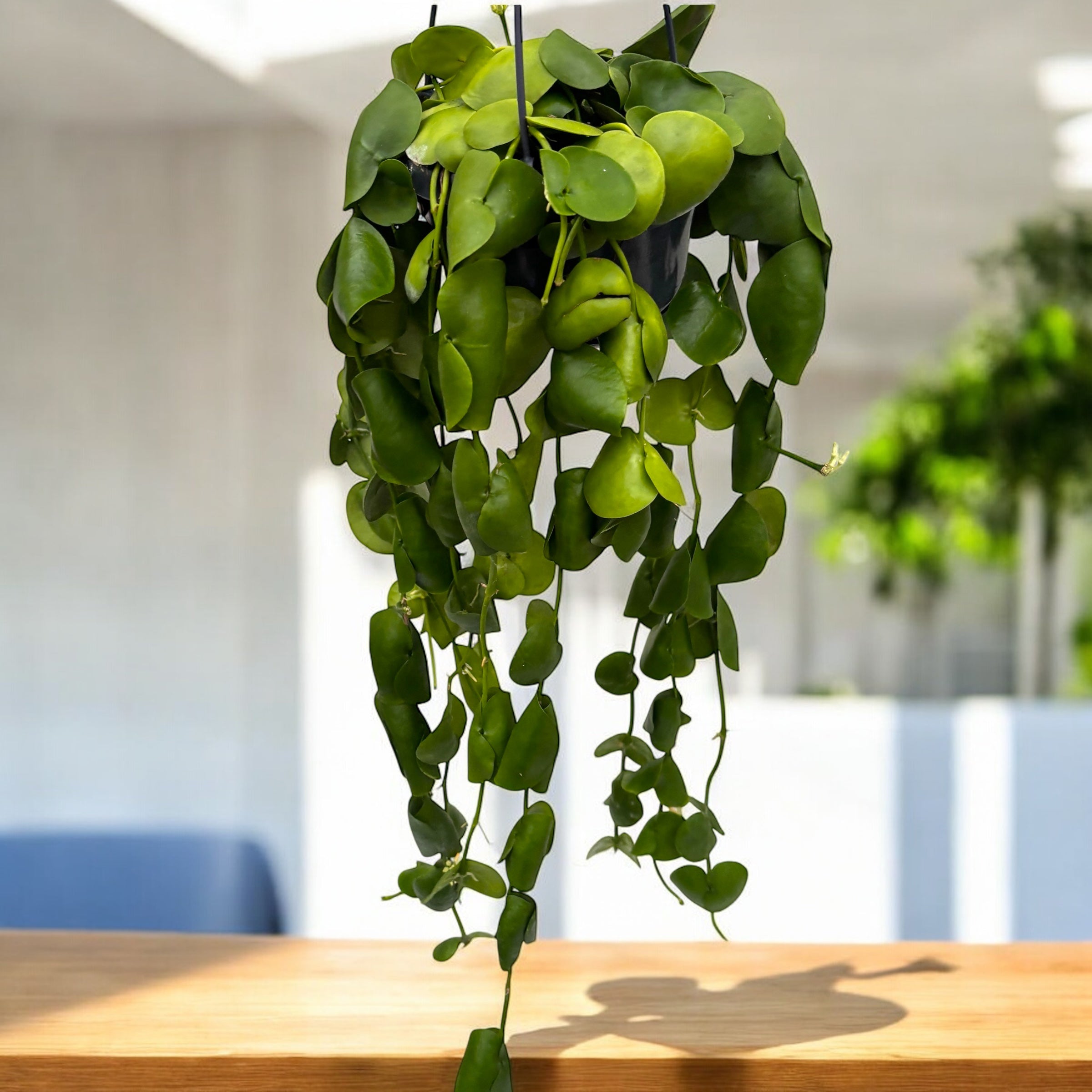 365day herb  Dischidia platyphylla - exemplare XL – Secret Garden Plant Shop