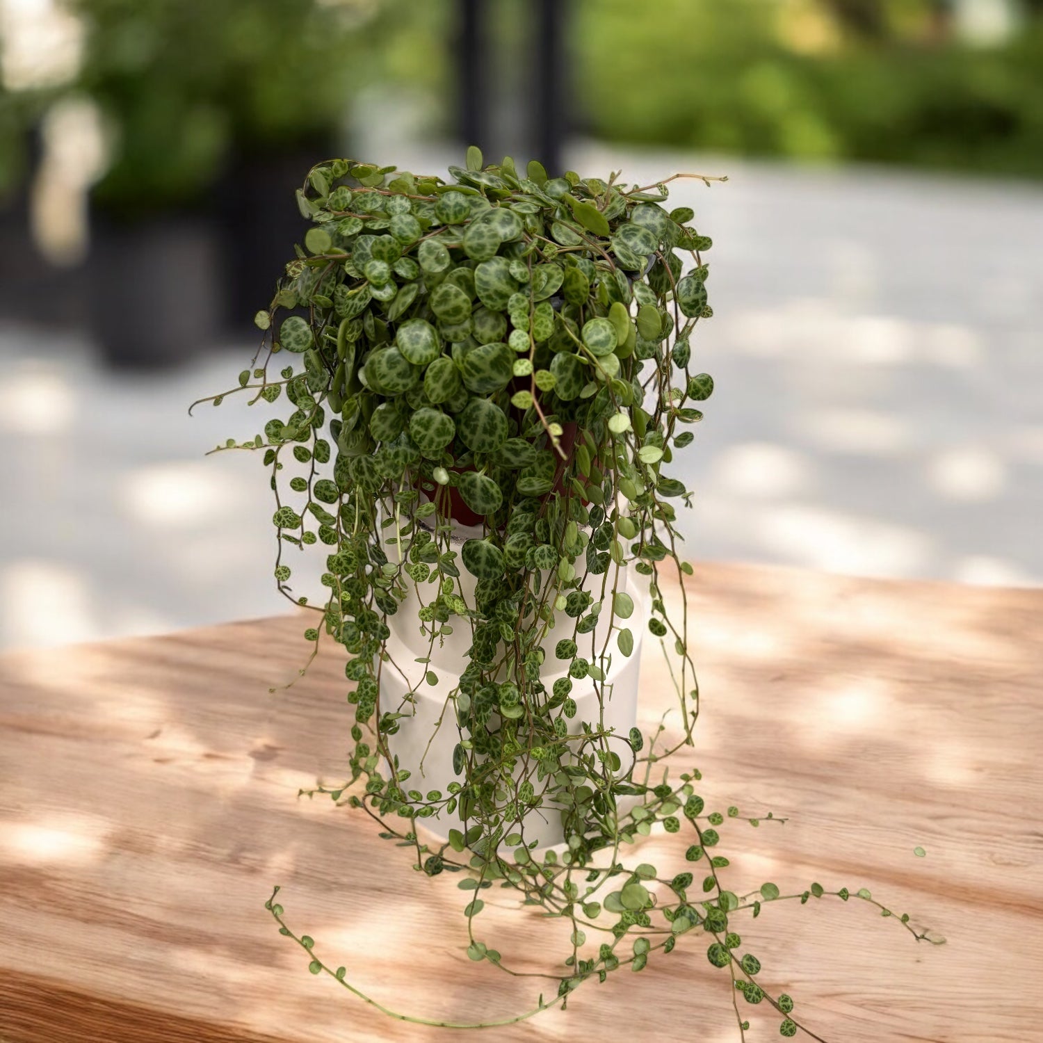 Peperomia prostrata (Veriga želv) D10 – Secret Garden Plant Shop