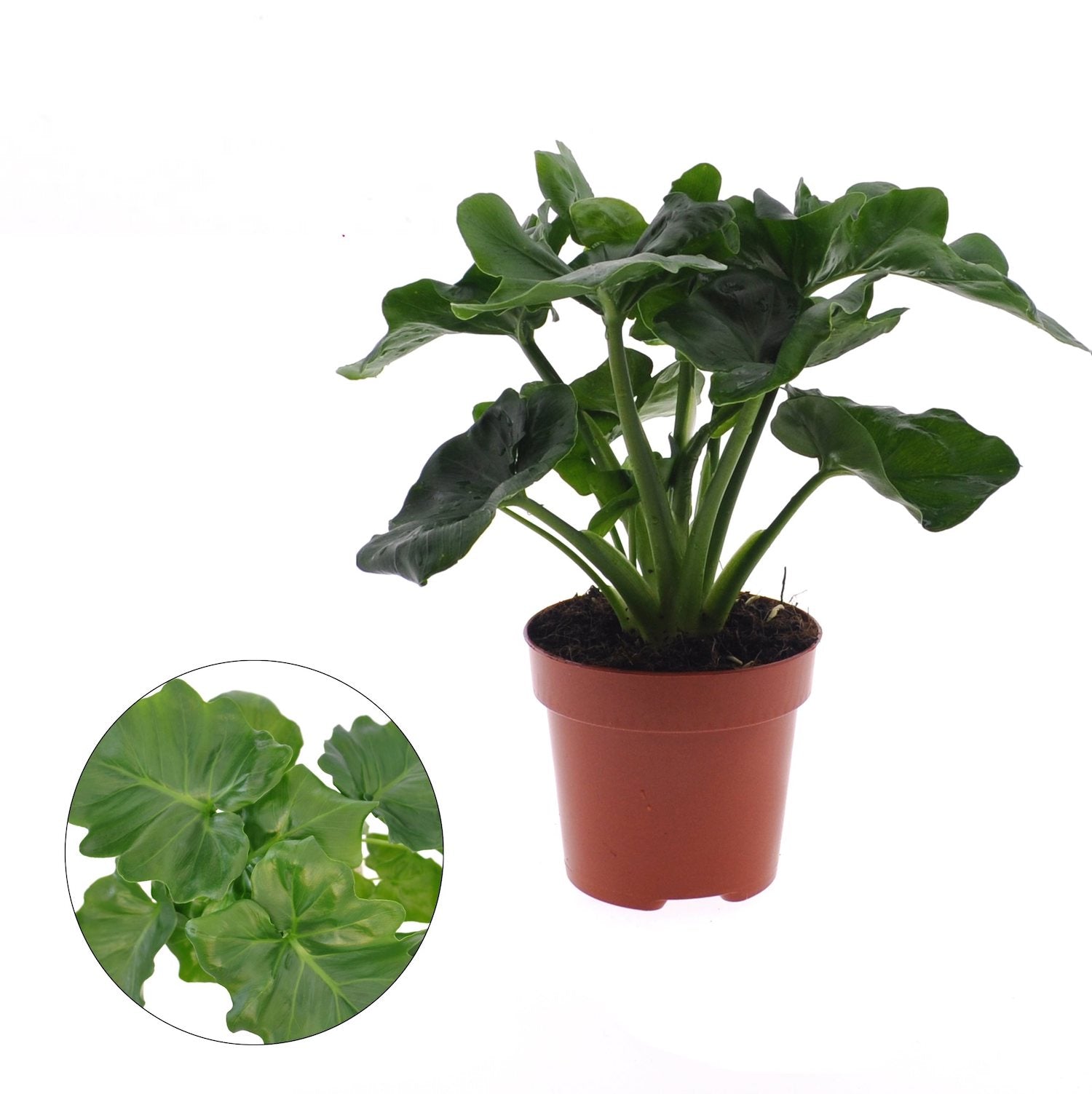 philodendron atom cuidados Filodendro Atom – Secret Garden Plant Shop