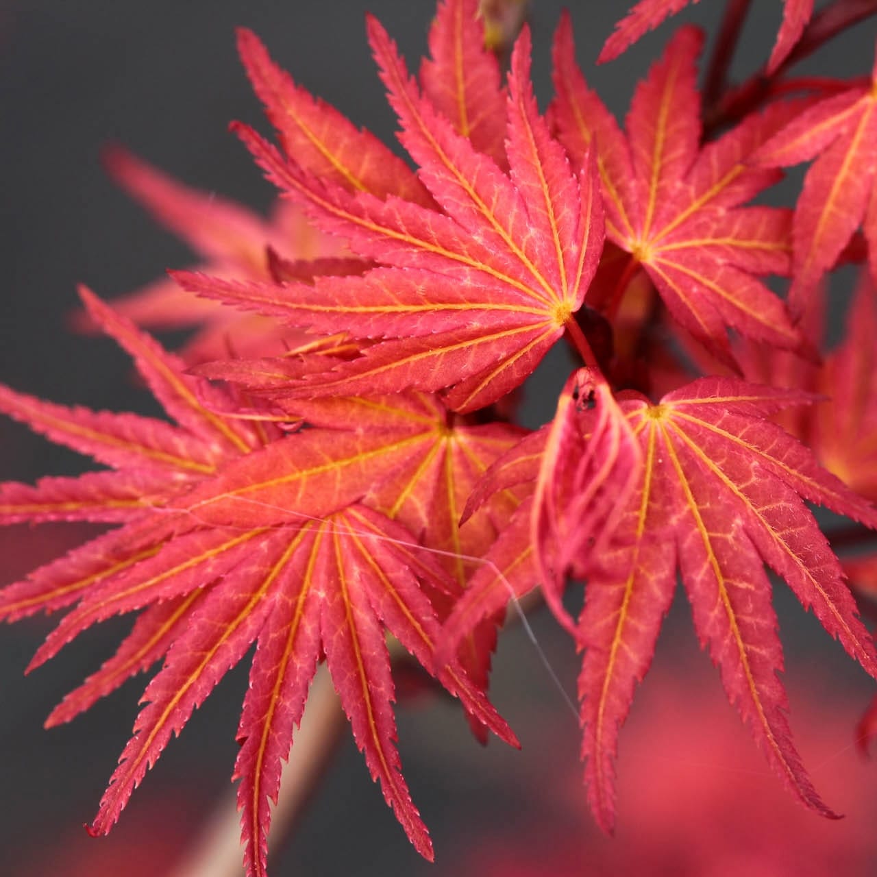 Acer palmatum 'Phoenix' (Artar Japonez) – Secret Garden Plant Shop