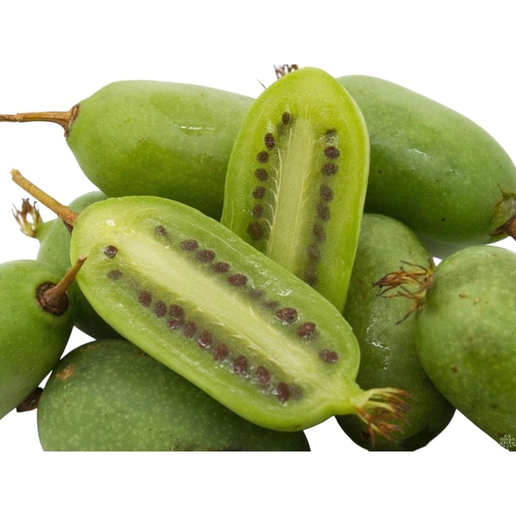 Mini Kiwi - Actinidia arguta 'Super Jumbo' – Secret Garden Plant Shop