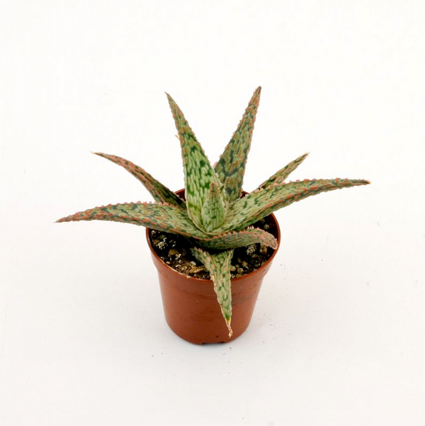 Aloe carola