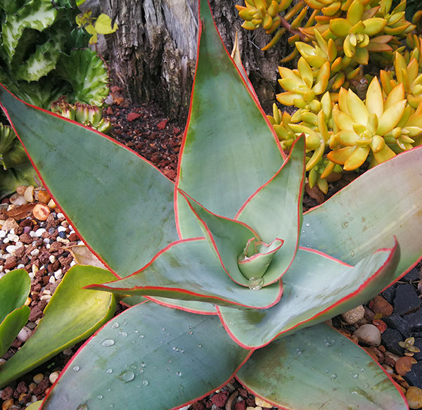 Aloe striata (Aloes koralowy) – Secret Garden Plant Shop