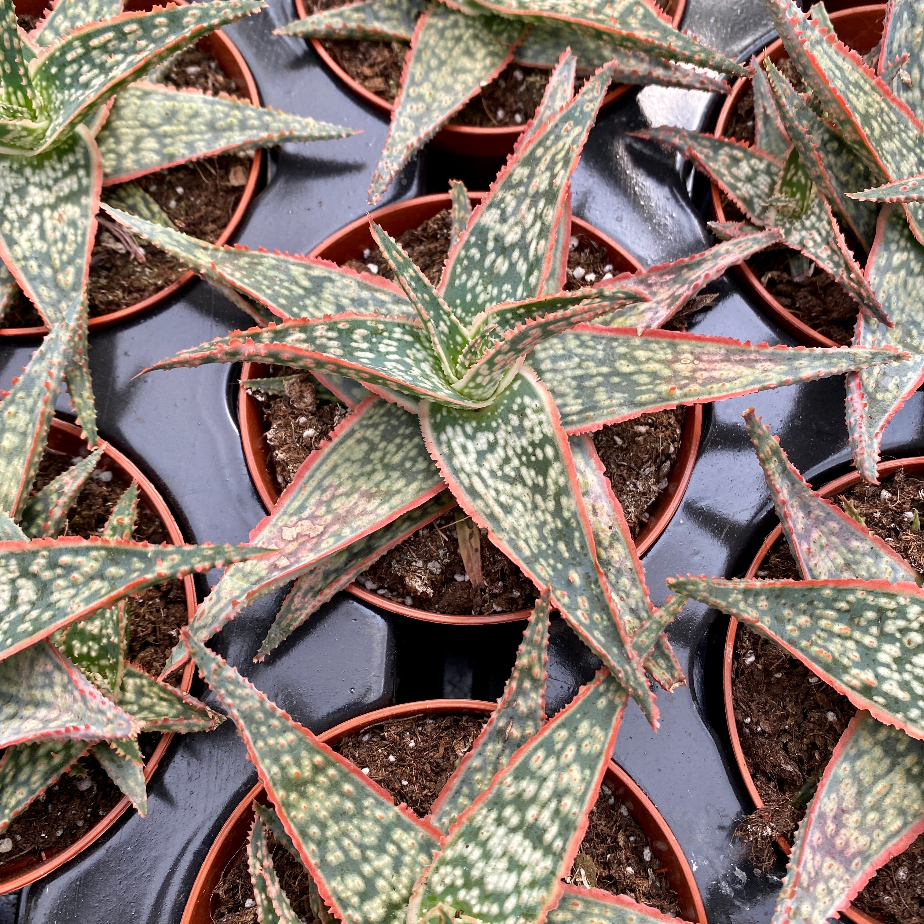 Aloe zebrina Danyz – Secret Garden Plant Shop
