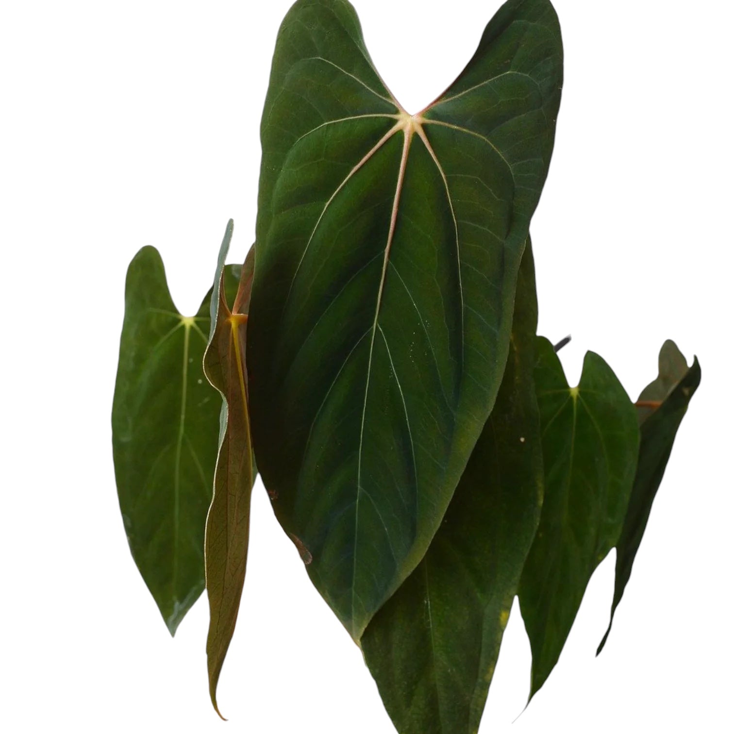 Anthurium papillilaminum – Secret Garden Plant Shop