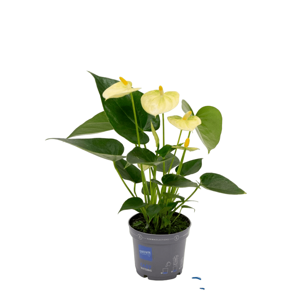 Anthurium Vanilla