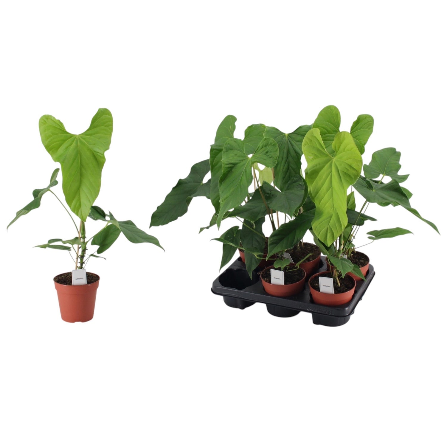 anthurium balaoanum Anthurium Balaoanum – Secret Garden Plant Shop