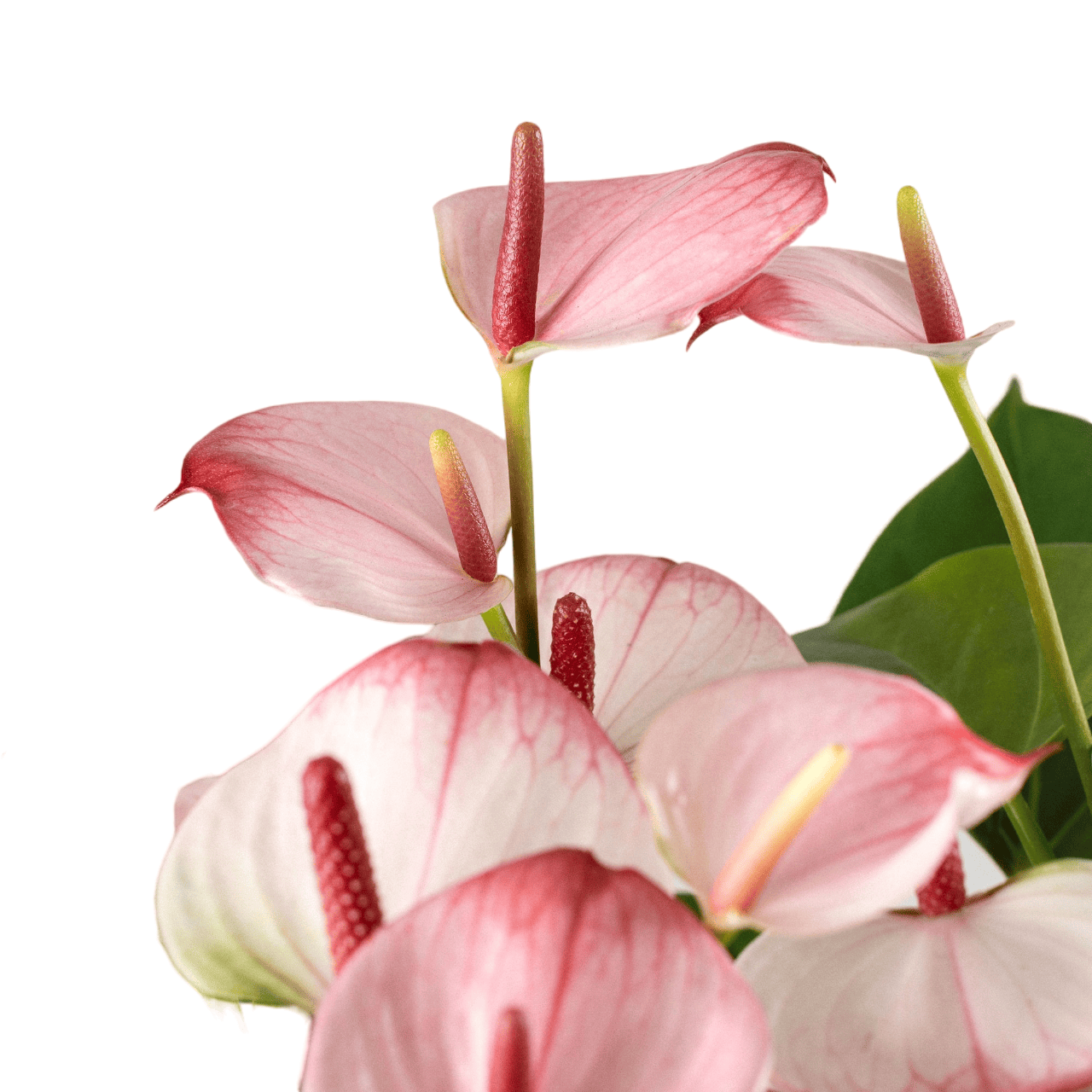 anthurium princess amalia Anthurium Princess Amalia Elegance