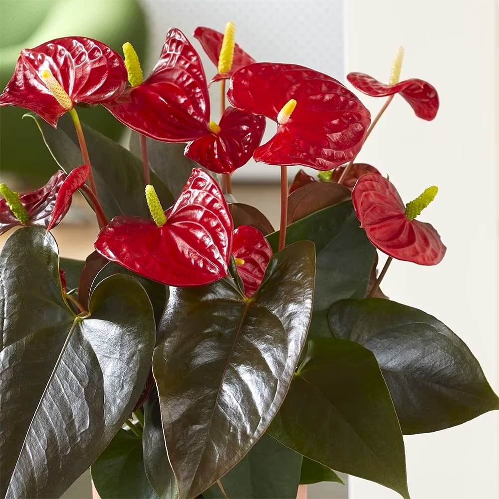 anthurium coral Anthurium 'Coral Champion' – tropical plant with pink-coral flowers, ideal for indoors – Secret Garden Plant Shop