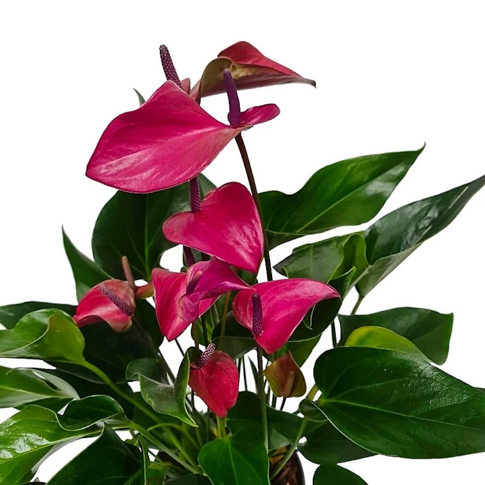 anthurium cirano Anthurium Cirano – Secret Garden Plant Shop