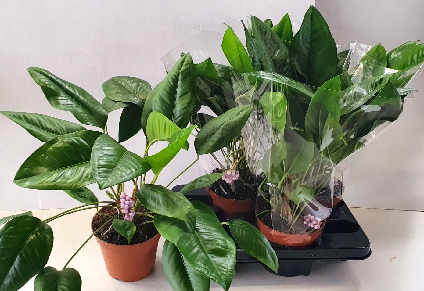 anthurium blu Anthurium obtusum (Anthurium Perla Blu) – Secret Garden Plant Shop