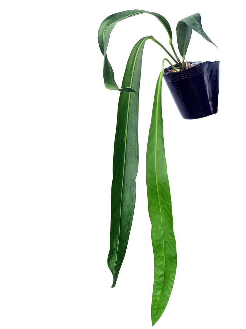 anthurium pendens Anthurium pendens 'JA' – Secret Garden Plant Shop