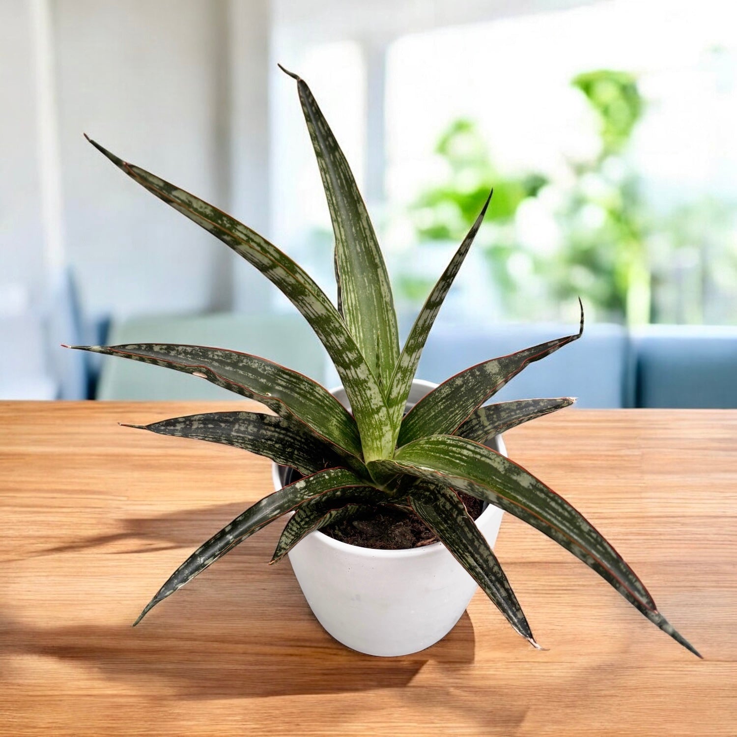 tipuri de sansevieria Sansevieria trifasciata 'Megan' – Secret Garden Plant Shop