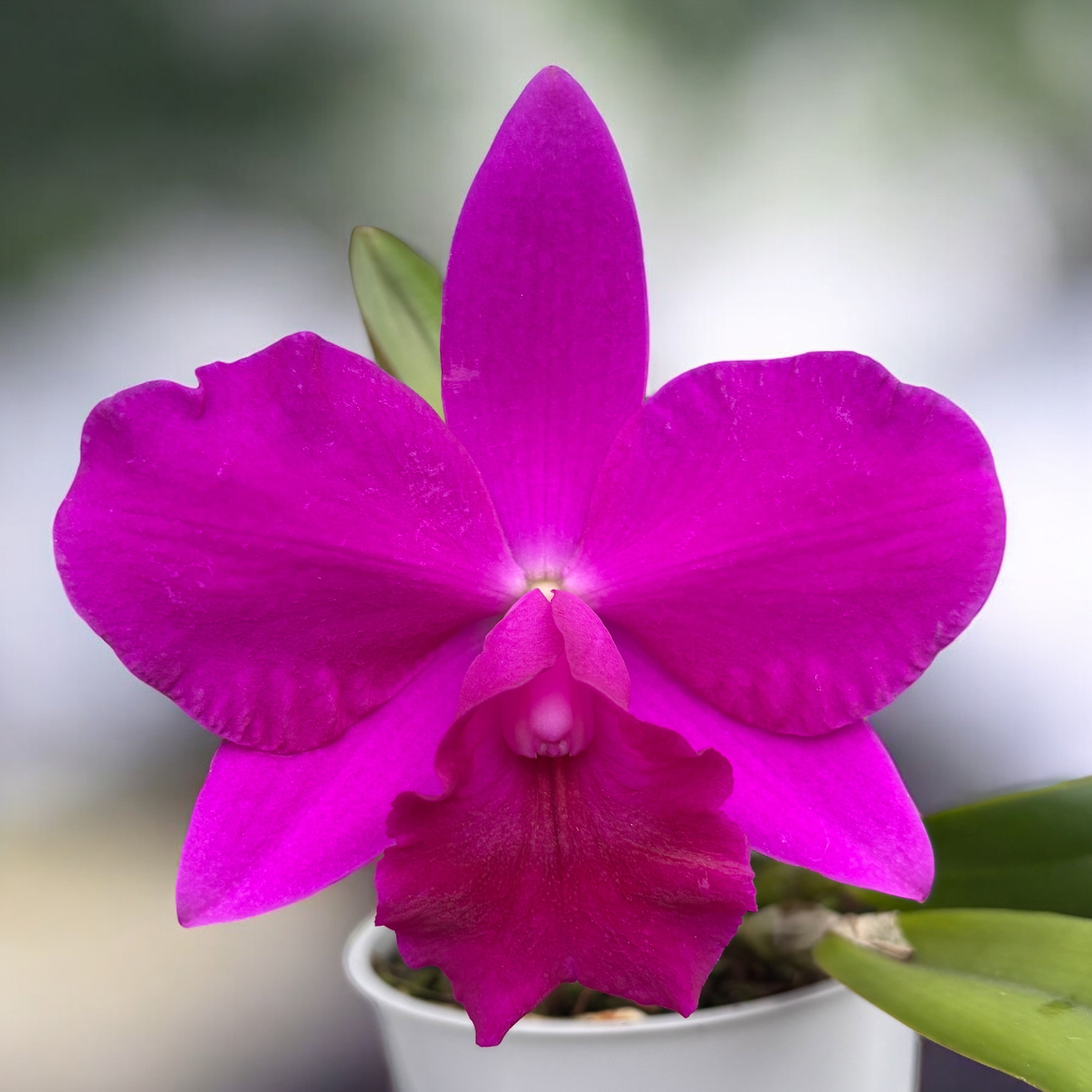 Cattleya Purple Doll 'Midnight Velvet' - flori intens parfumate