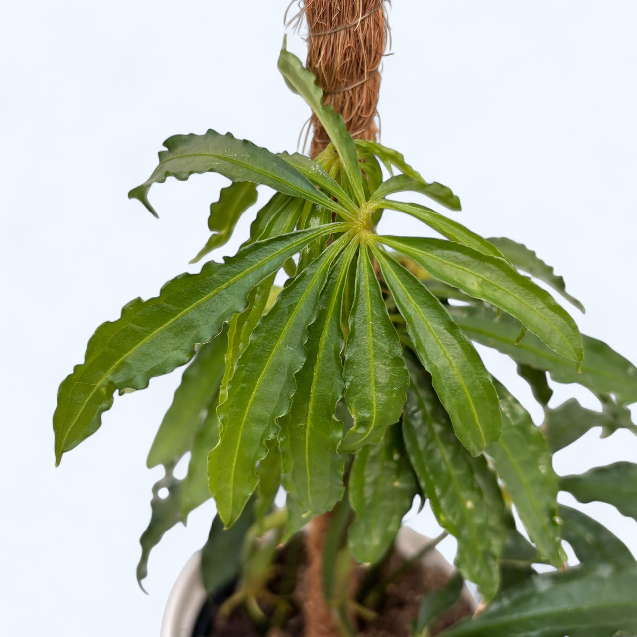 Anthurium polyschistum (mit Stiel)  Secret Garden Plant Shop