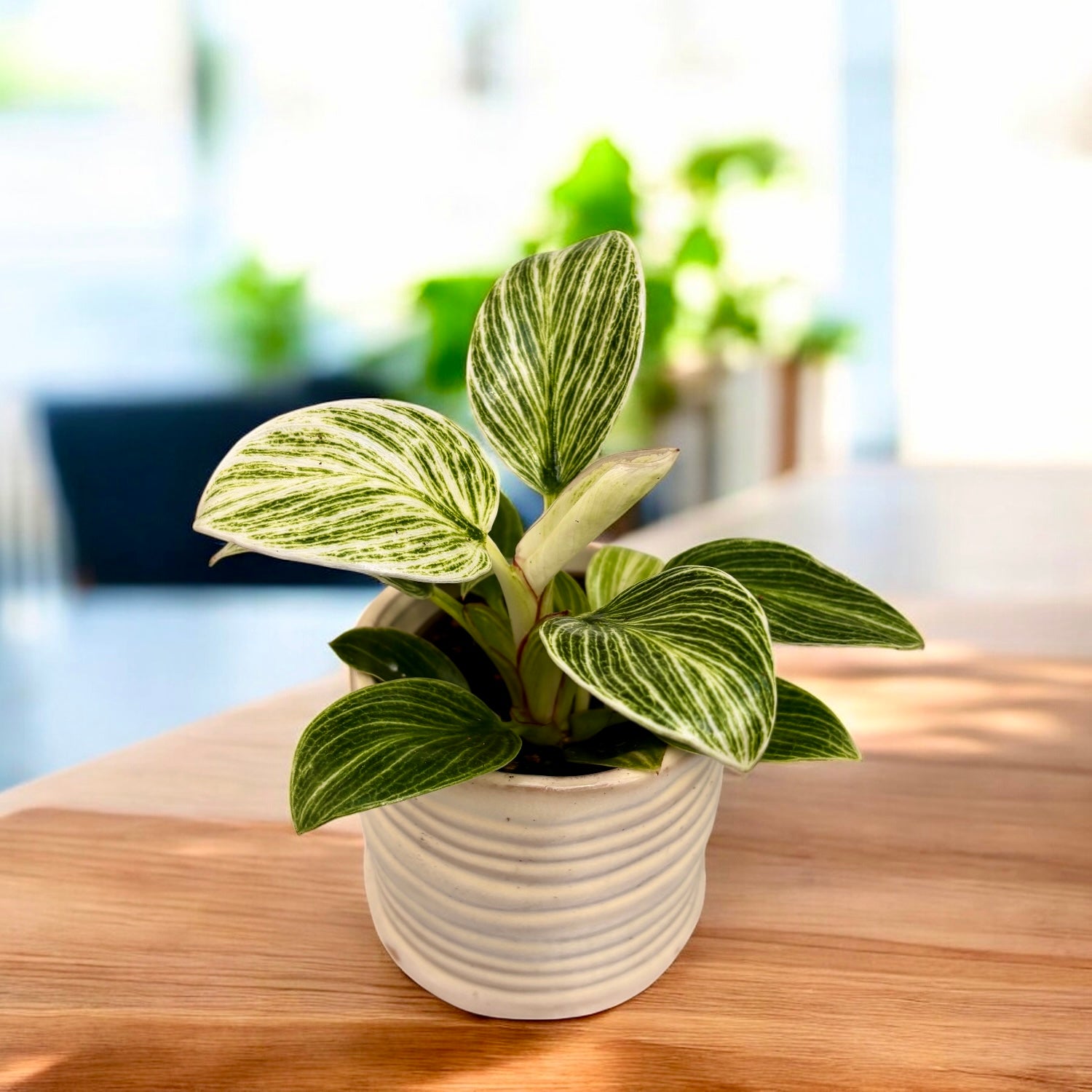 philodendron white wave vs birkin Philodendron Birkin (White Wave) *babyplant – Secret Garden Plant Shop