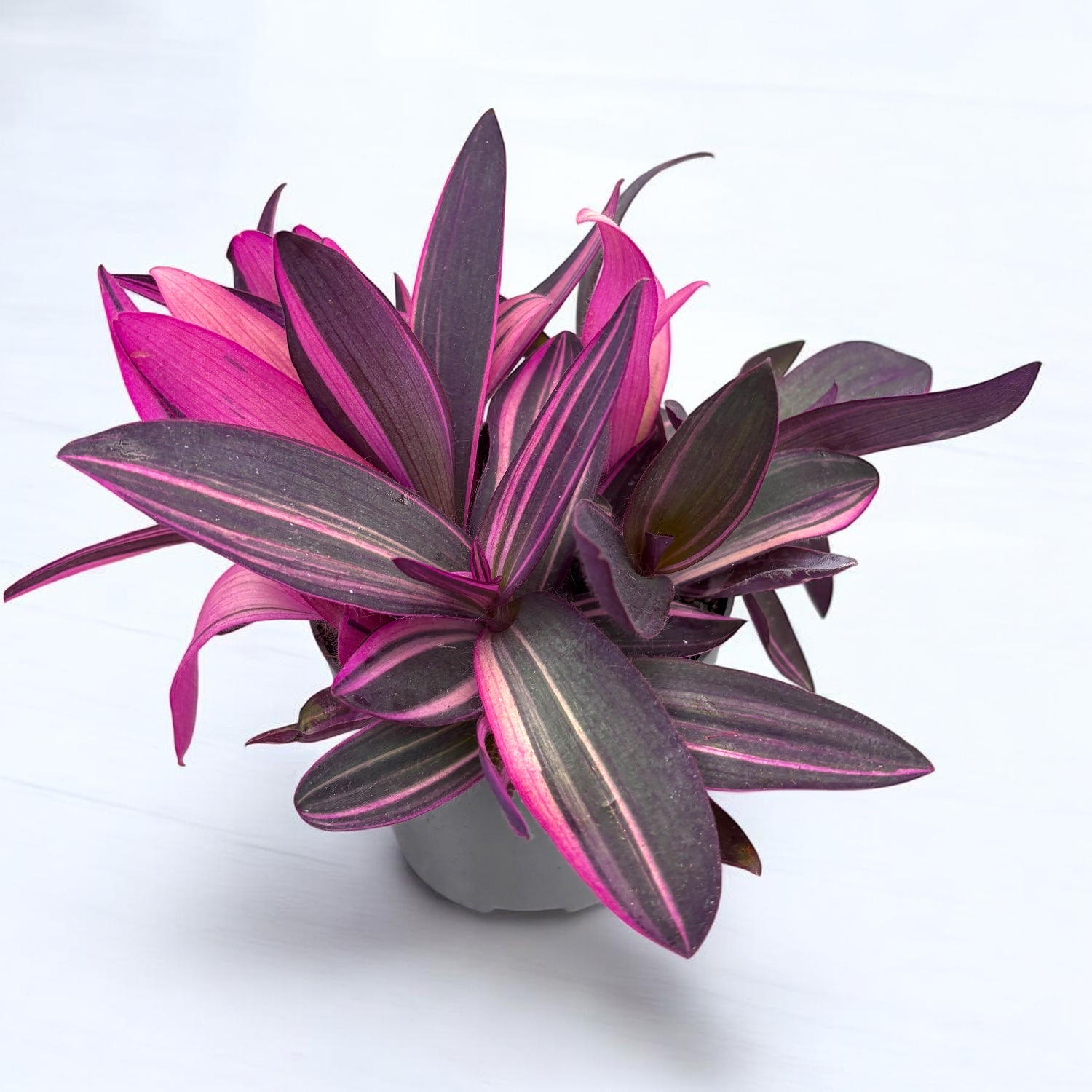 Tradescantia Pallida 'Pink Stripe' (Setcreasea pallida 'Pink Stripe) –  Secret Garden Plant Shop