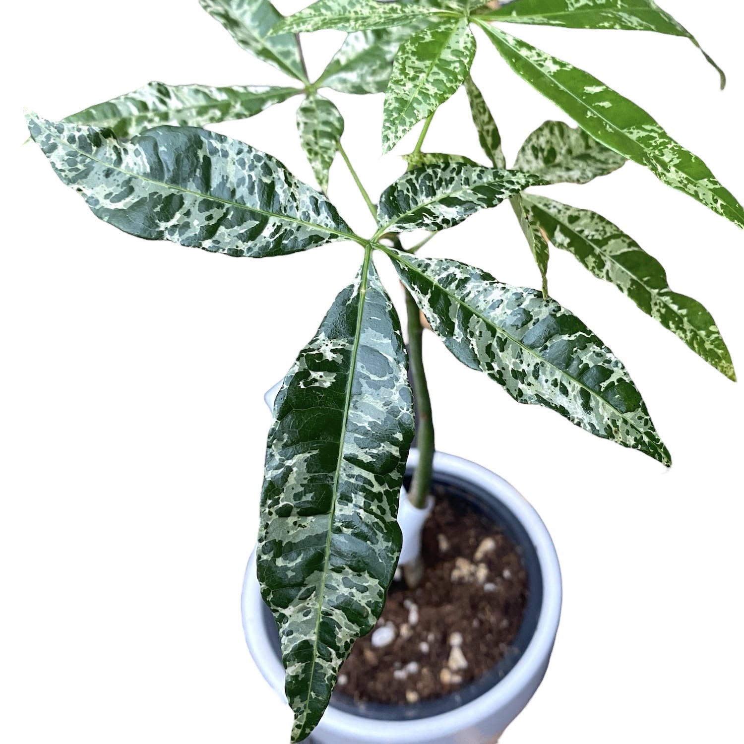 Pachira glabra 'Milky Way' (Pachira Variegata) – Secret Garden Plant Shop