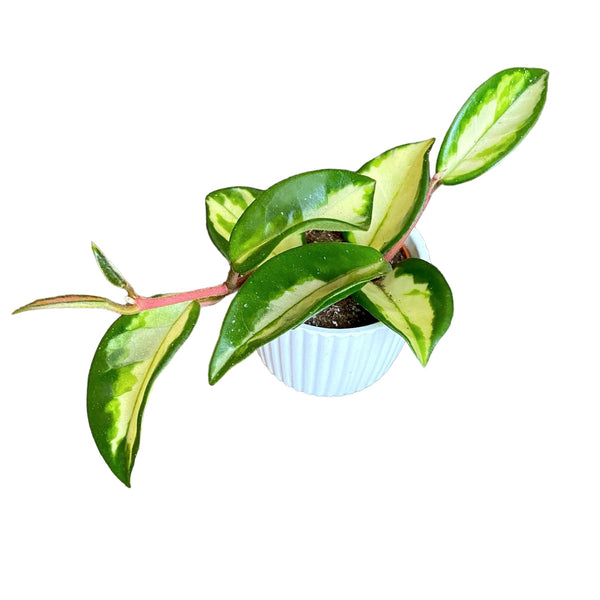 Hoya carnosa 'Tricolor' (Krimson Princess) D6 2pp fragrant