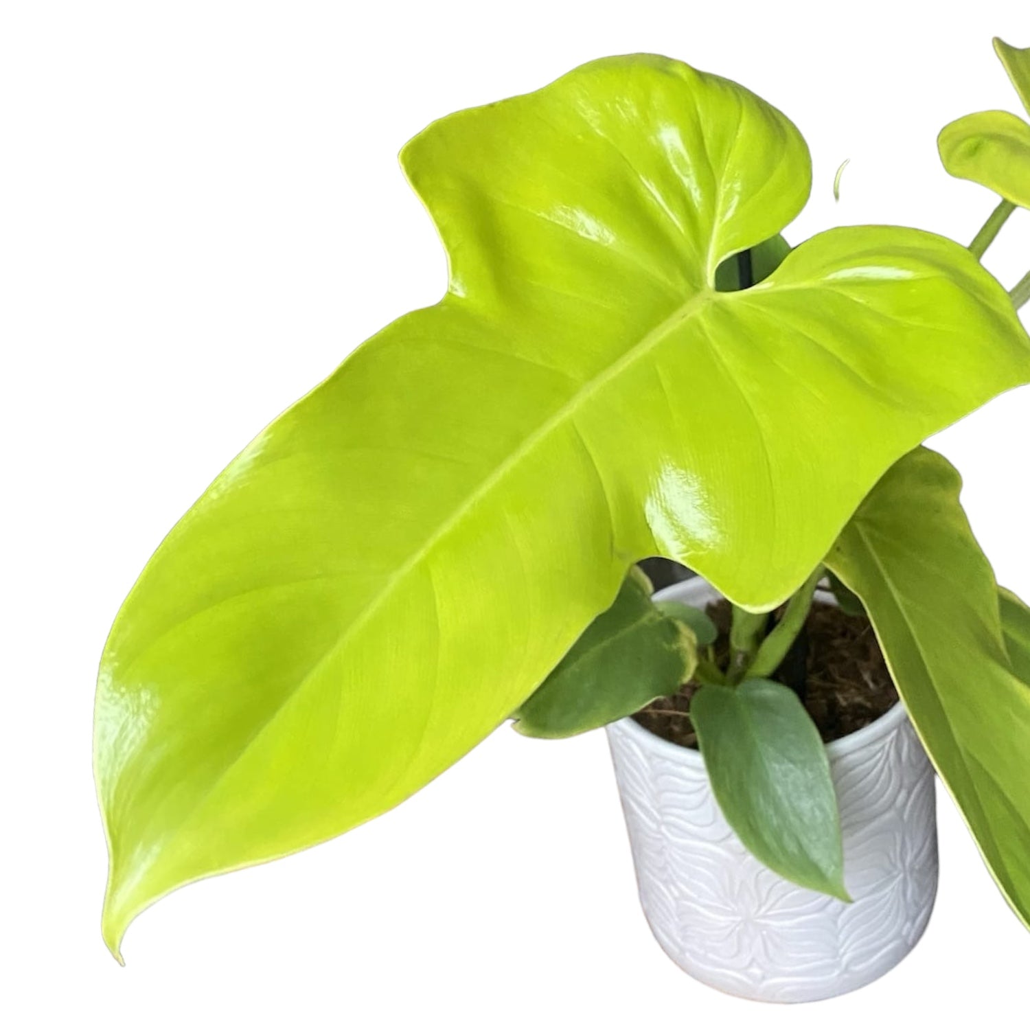 Philodendron Bipennifolium Aurea (Gold Violin) – Secret Garden Plant Shop