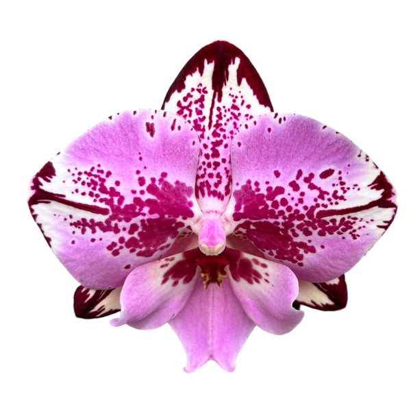 Phalaenopsis Naomi big lip