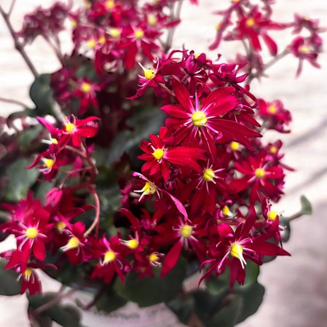 Saxifraga cortusifolia Dancing Pixies® 'Tessy' – floare de toamna