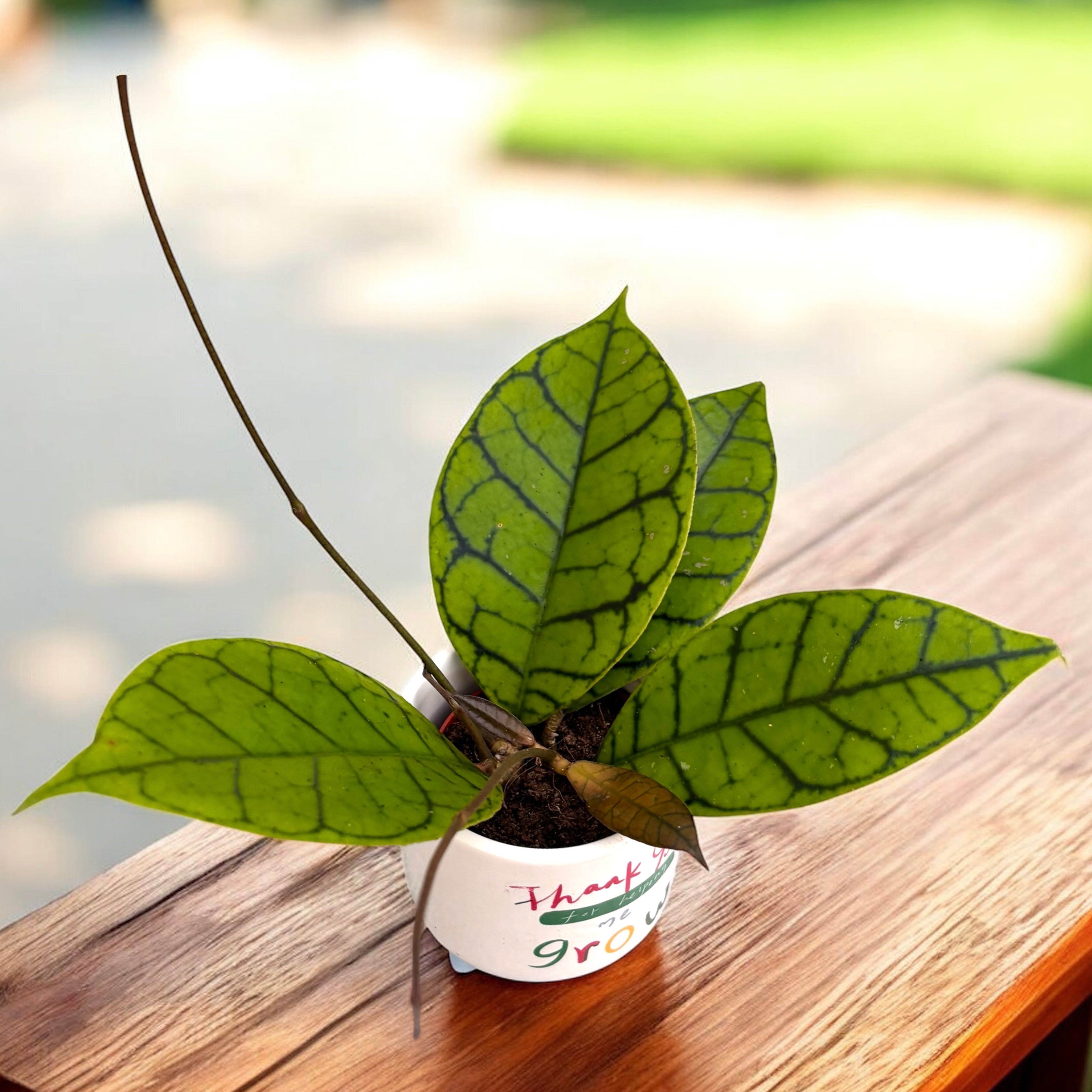 Hoya callistophylla D6 – Secret Garden Plant Shop