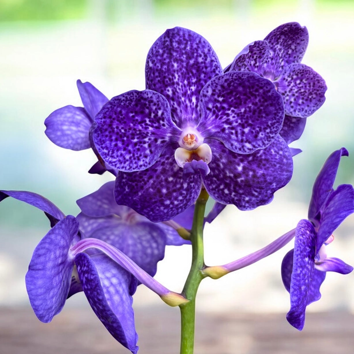 Vanda Tweed Blue XXL 2p (Ansu) - TWEED07 – Secret Garden Plant Shop Vanda Tweed Blue XXL 2p (Ansu) - TWEED07 – Secret Garden Plant Shop
