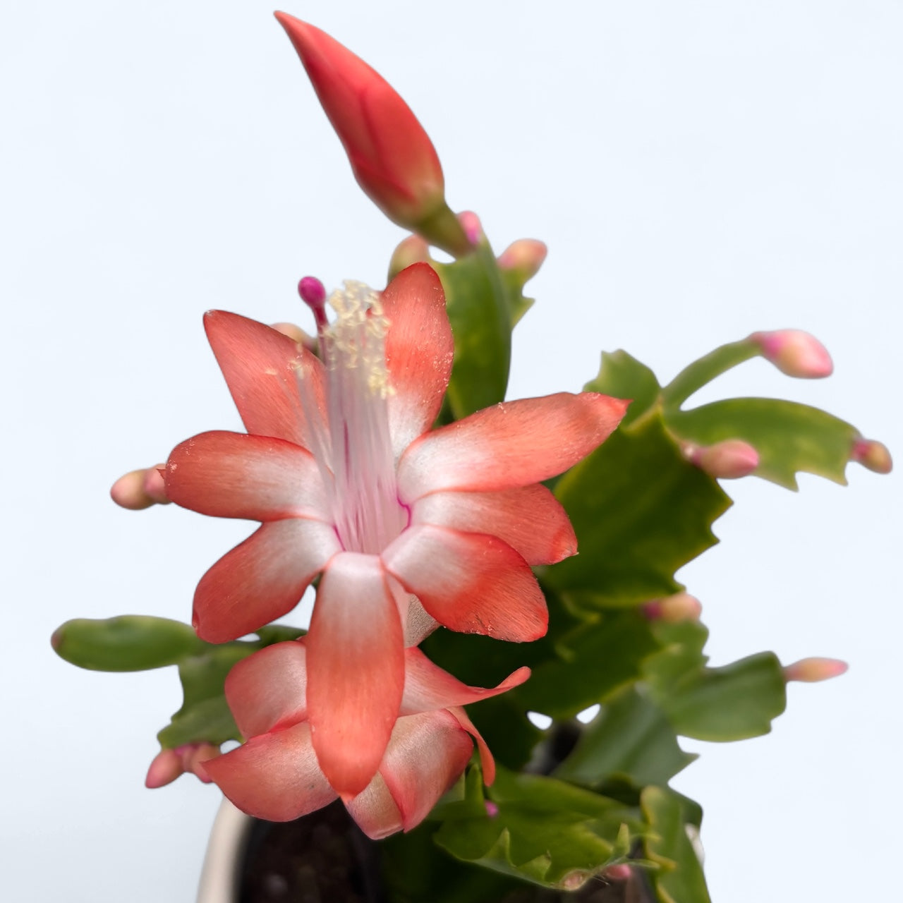 Schlumbergera 'Christa' (Cactus di Natale corallo) 2pp – Secret Garden  Plant Shop