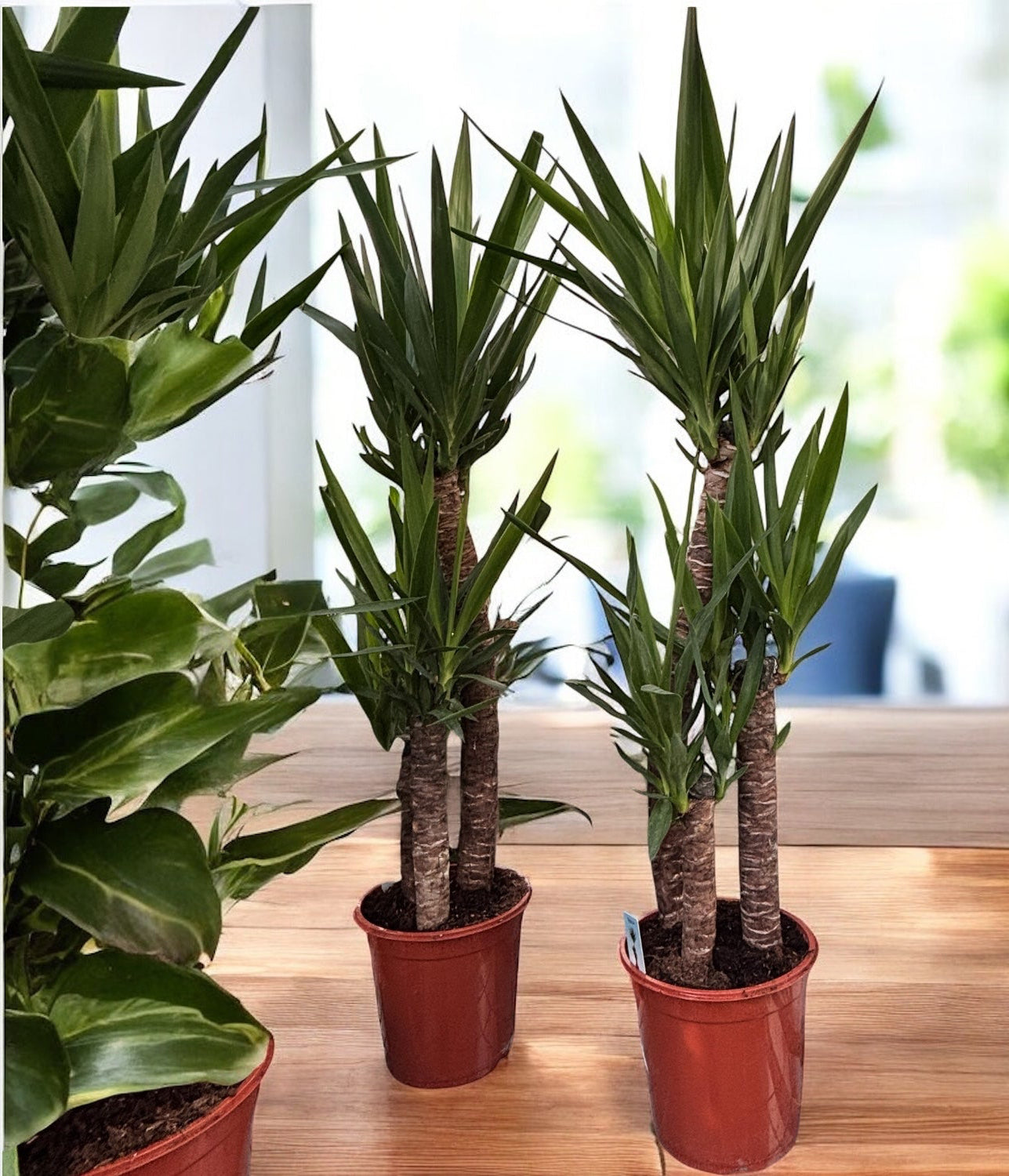 Yucca 3 tulpini H120 - Yucca Elephantipes – Secret Garden Plant Shop