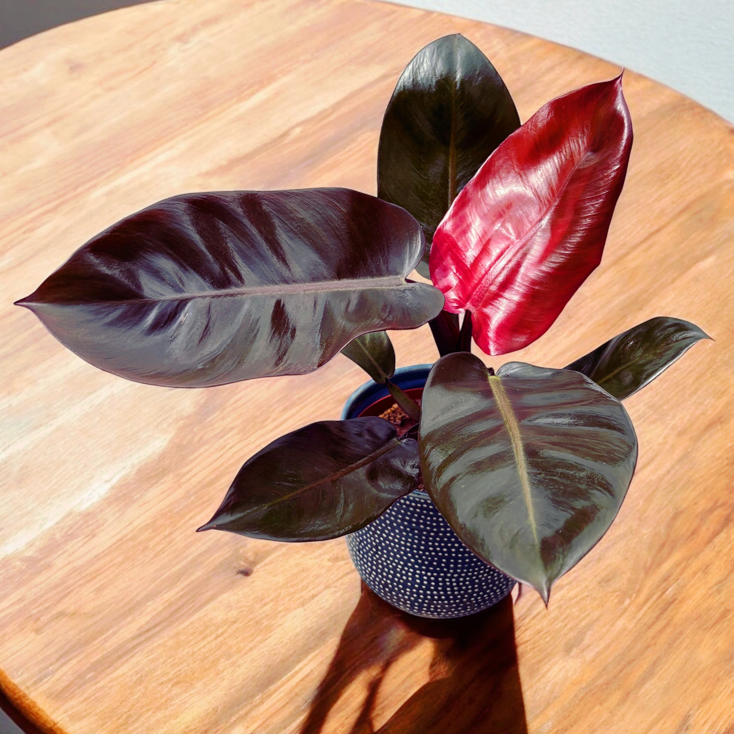 Philodendron Black Cardinal – Secret Garden Plant Shop