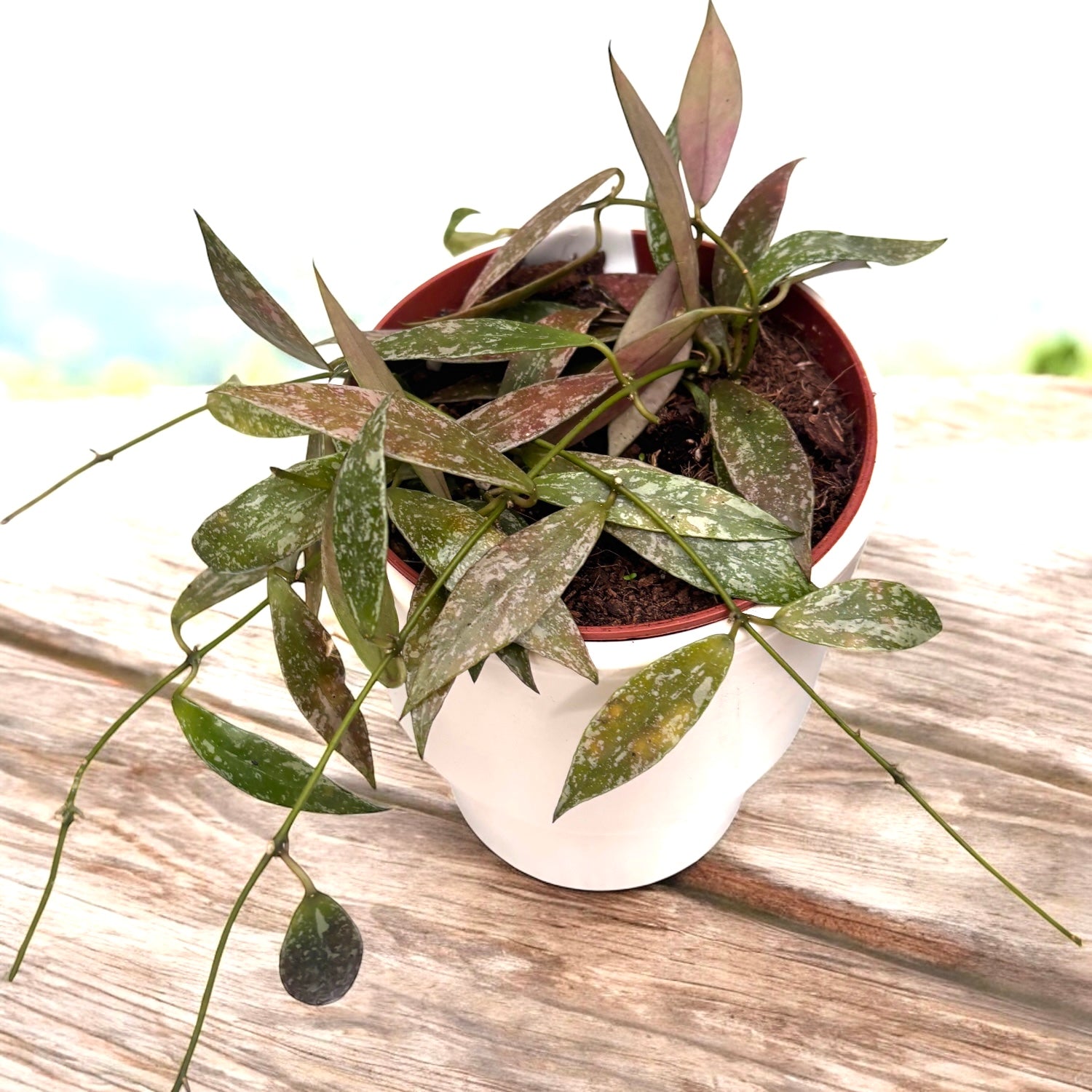 Hoya lacunosa 'Laos' - hoya parfumata, cu flori delicate si foliaj