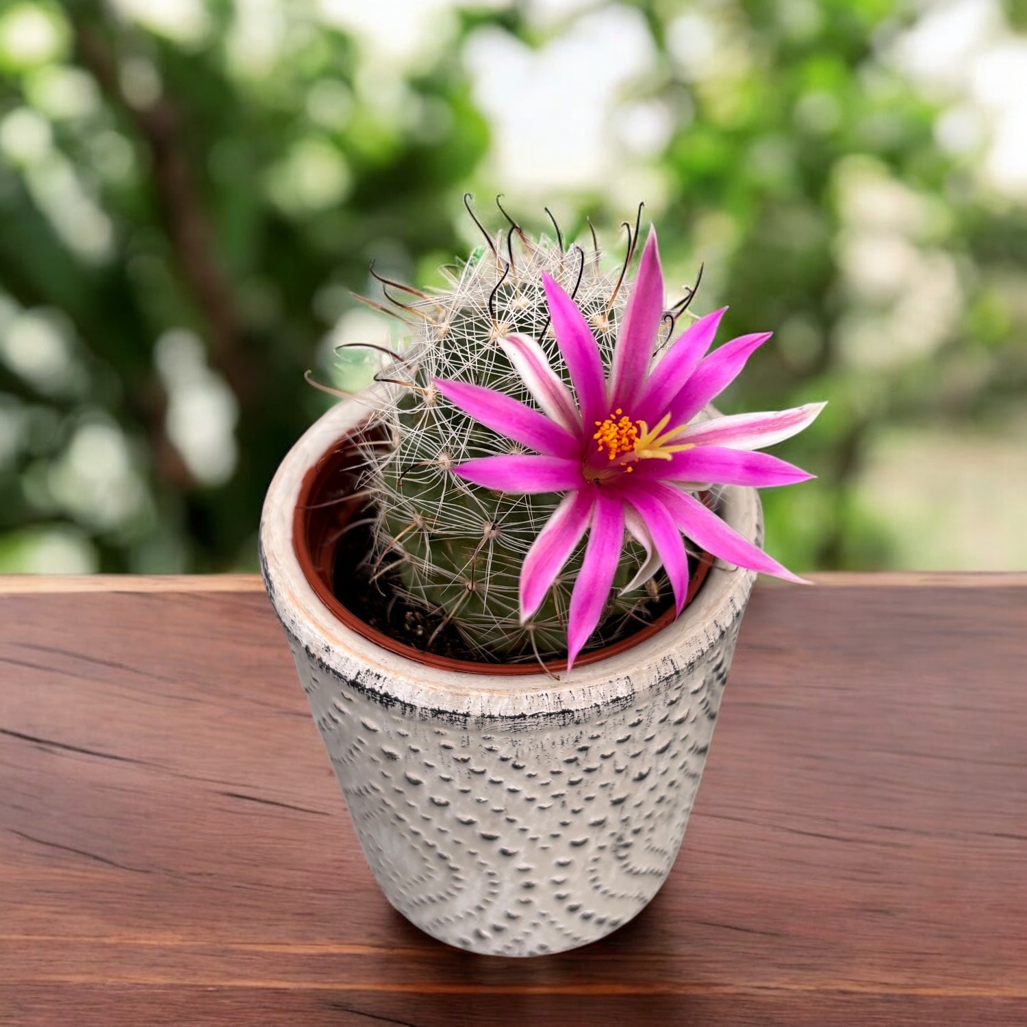 Mammillaria insularis – rzadki kaktus z różowymi kwiatami i dekoracyjn –  Secret Garden Plant Shop