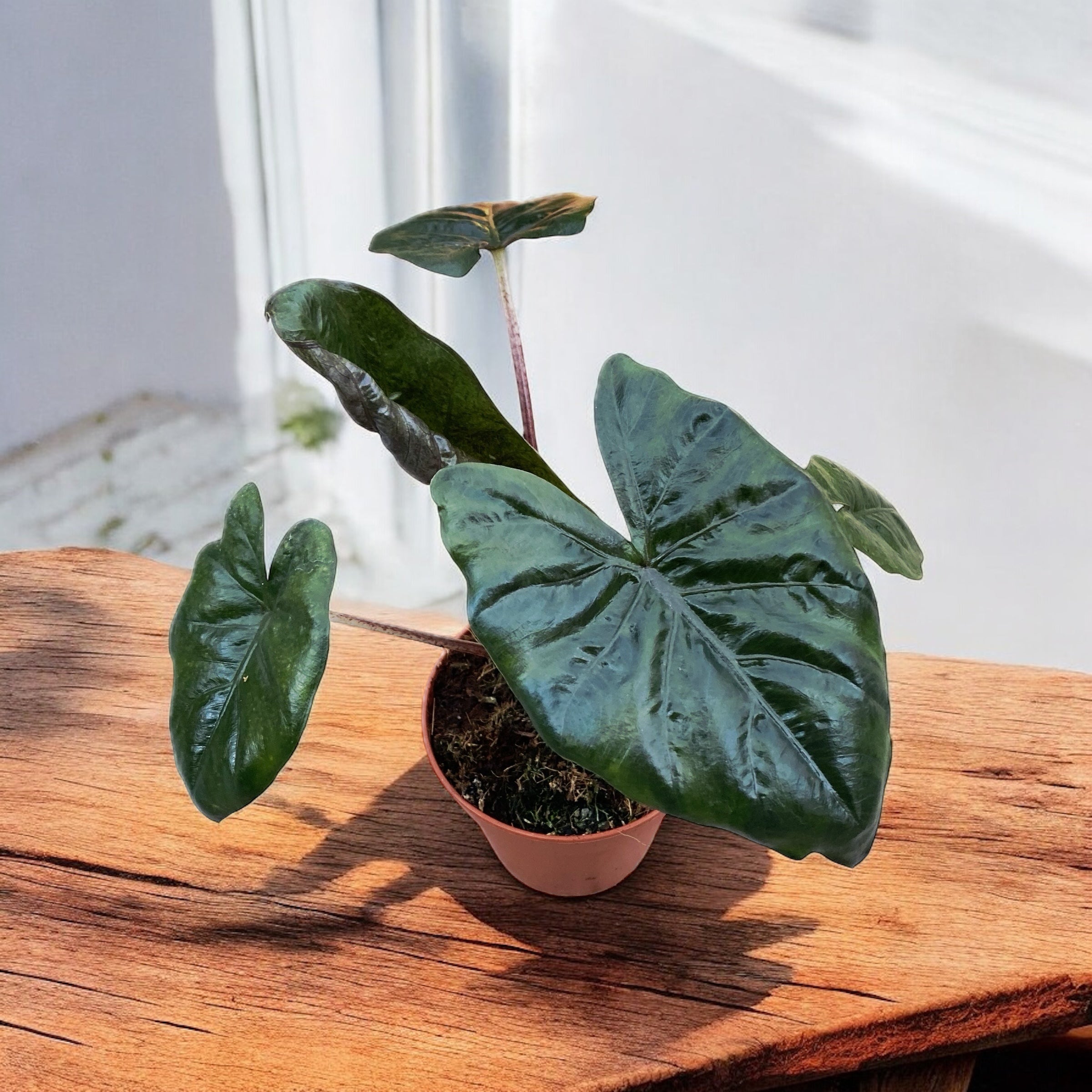 yucatan princess plant indoor care Alocasia sarawakensis 'Yucatan Princess' – Secret Garden Plant Shop