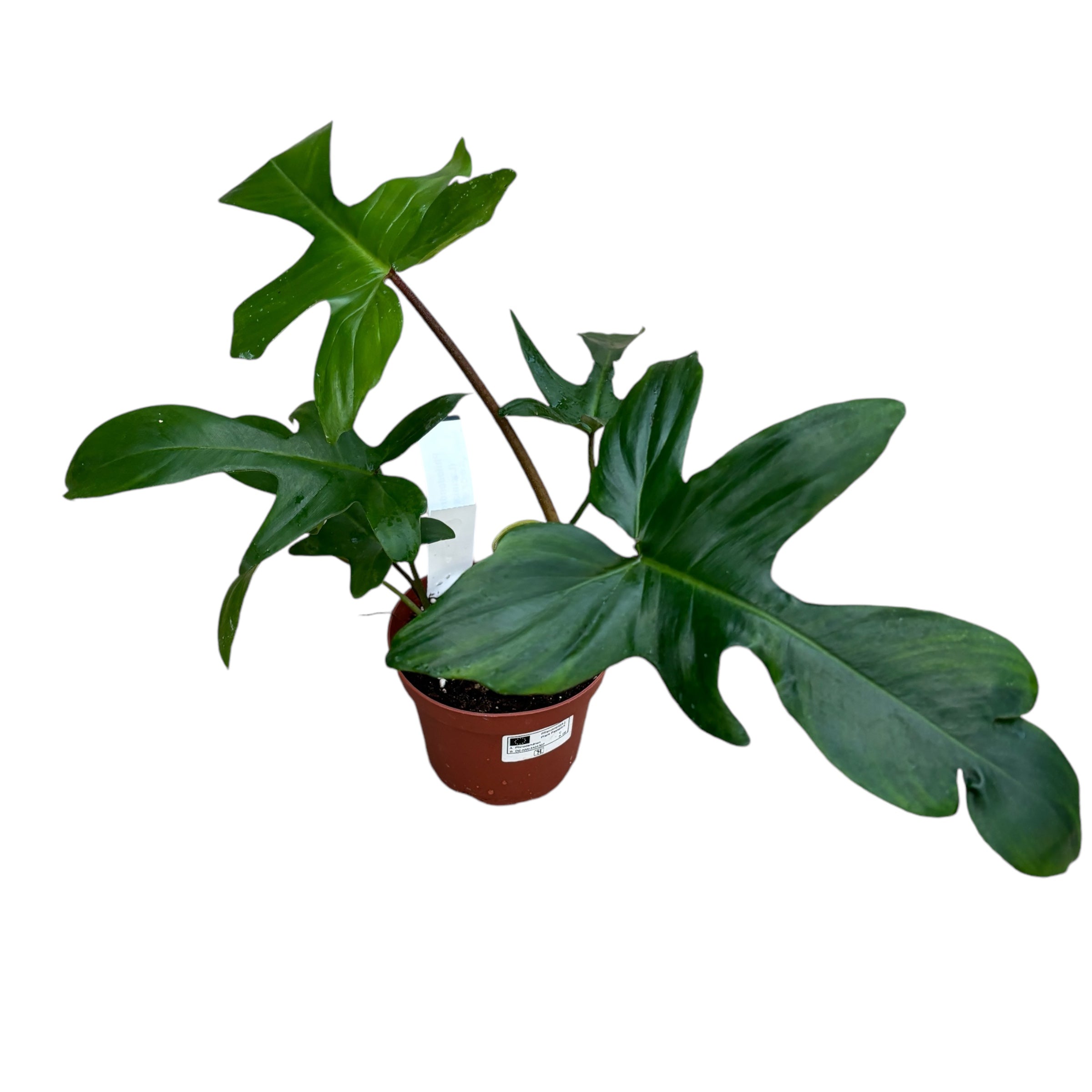 Philodendron Pedatum (Laciniatum) – Secret Garden Plant Shop