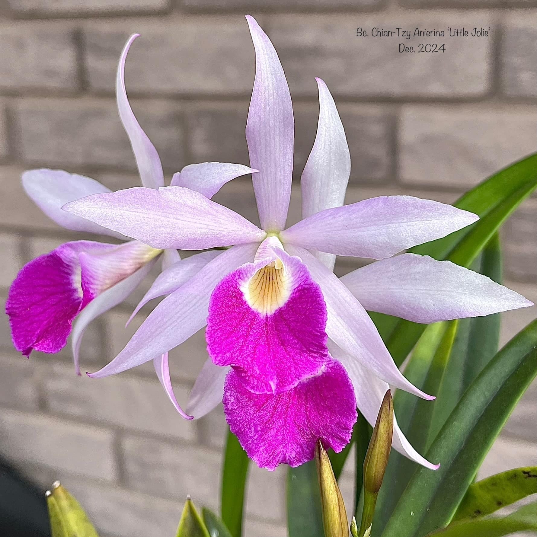 Bc. Chian-Tzy Anierina 'Little Jolie' parfumata – Secret Garden