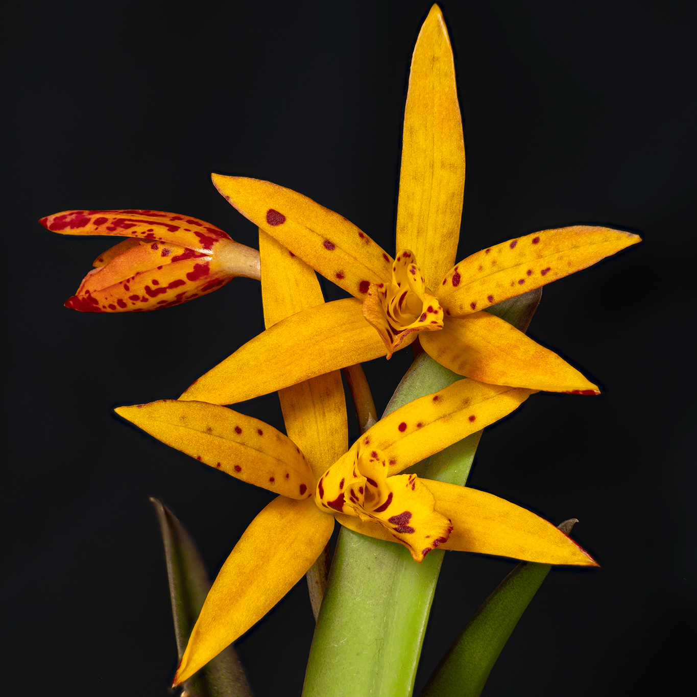 Bct. Sun Mei Gold 'Elsie May' HCC/AOS - flori parfumate – Secret