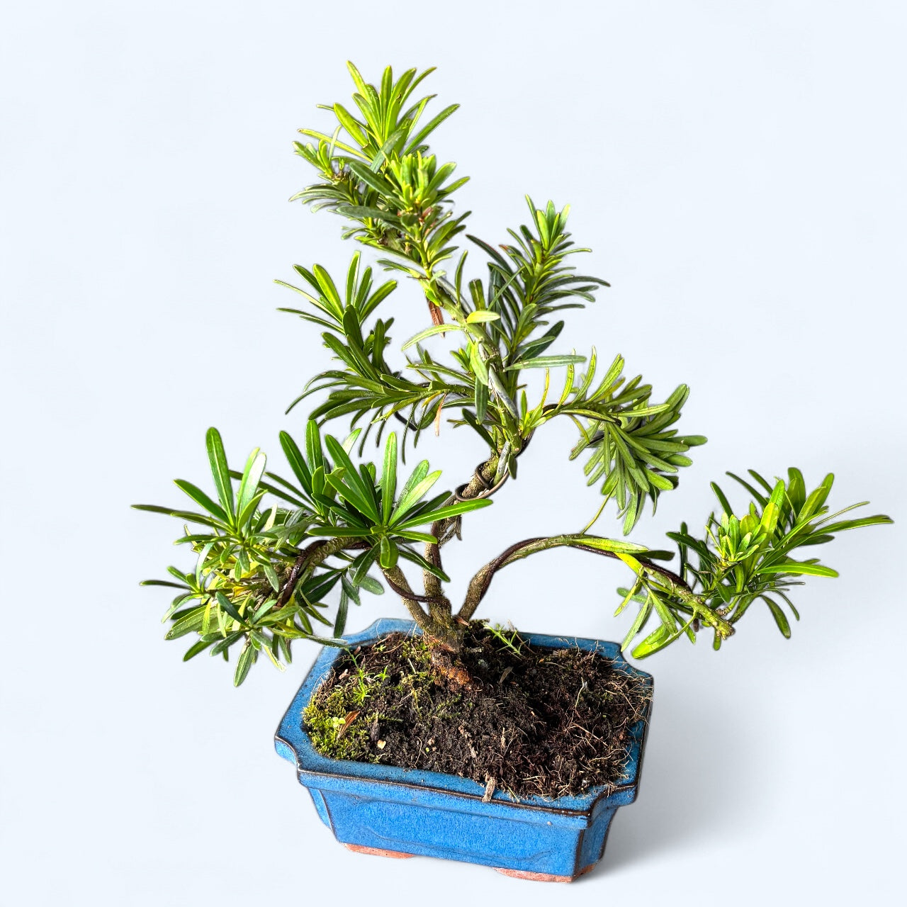 Bonsai Podocarpus  forma S, cu frunzis dens si aspect elegant  Secret  Garden Plant Shop