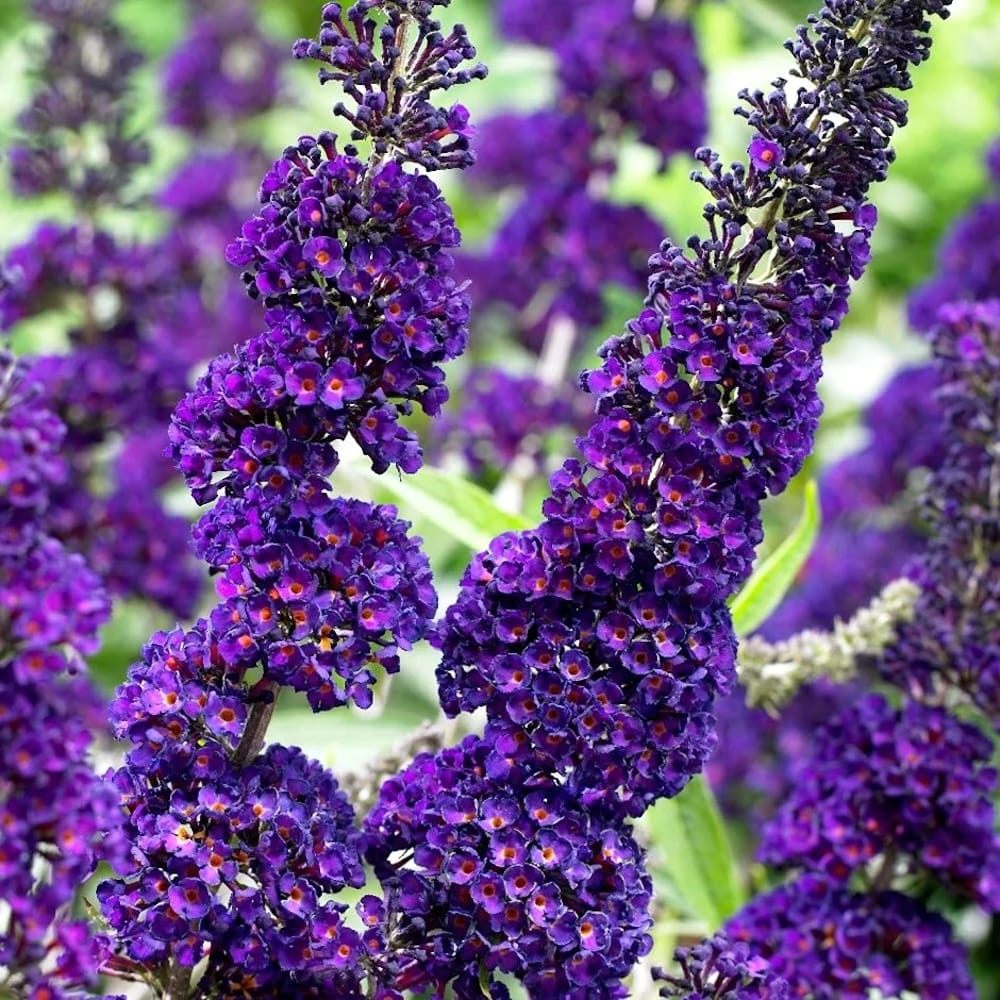 Liliac de vara - Buddleja davidii 'Black Knight' – Secret Garden