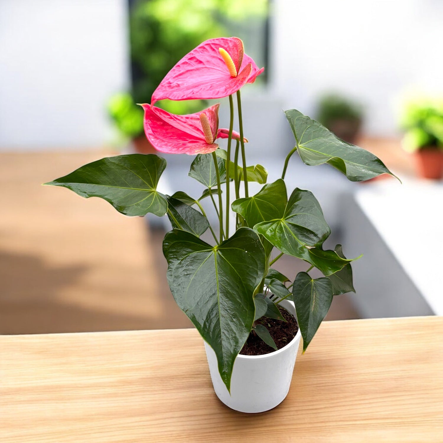 anthurium colorado Anthurium Colorado (flori XL roz) – Secret Garden Plant Shop