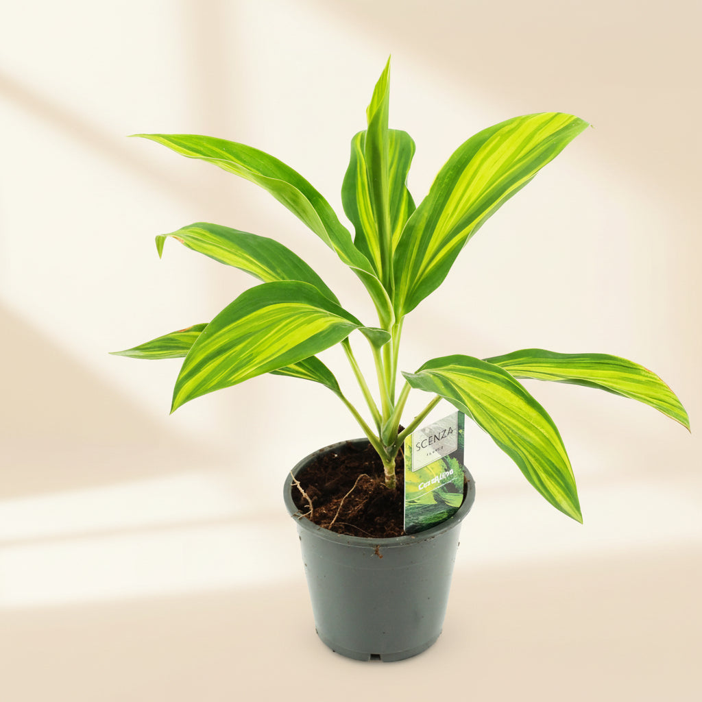 Cordyline 'Vanilla Queen' – Secret Garden Plant Shop