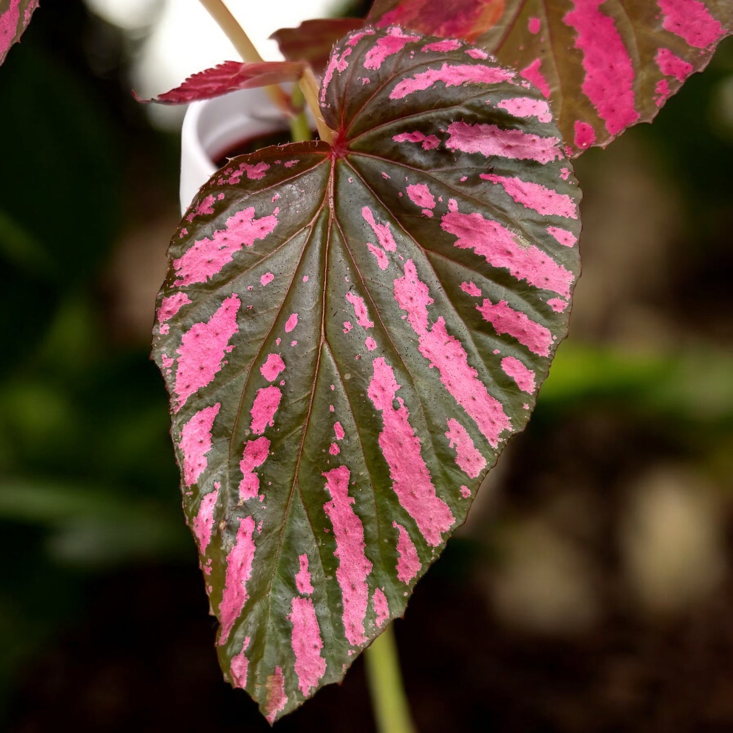 Begonia Brevirimosa - frunzis metalic, planta de colectie – Secret