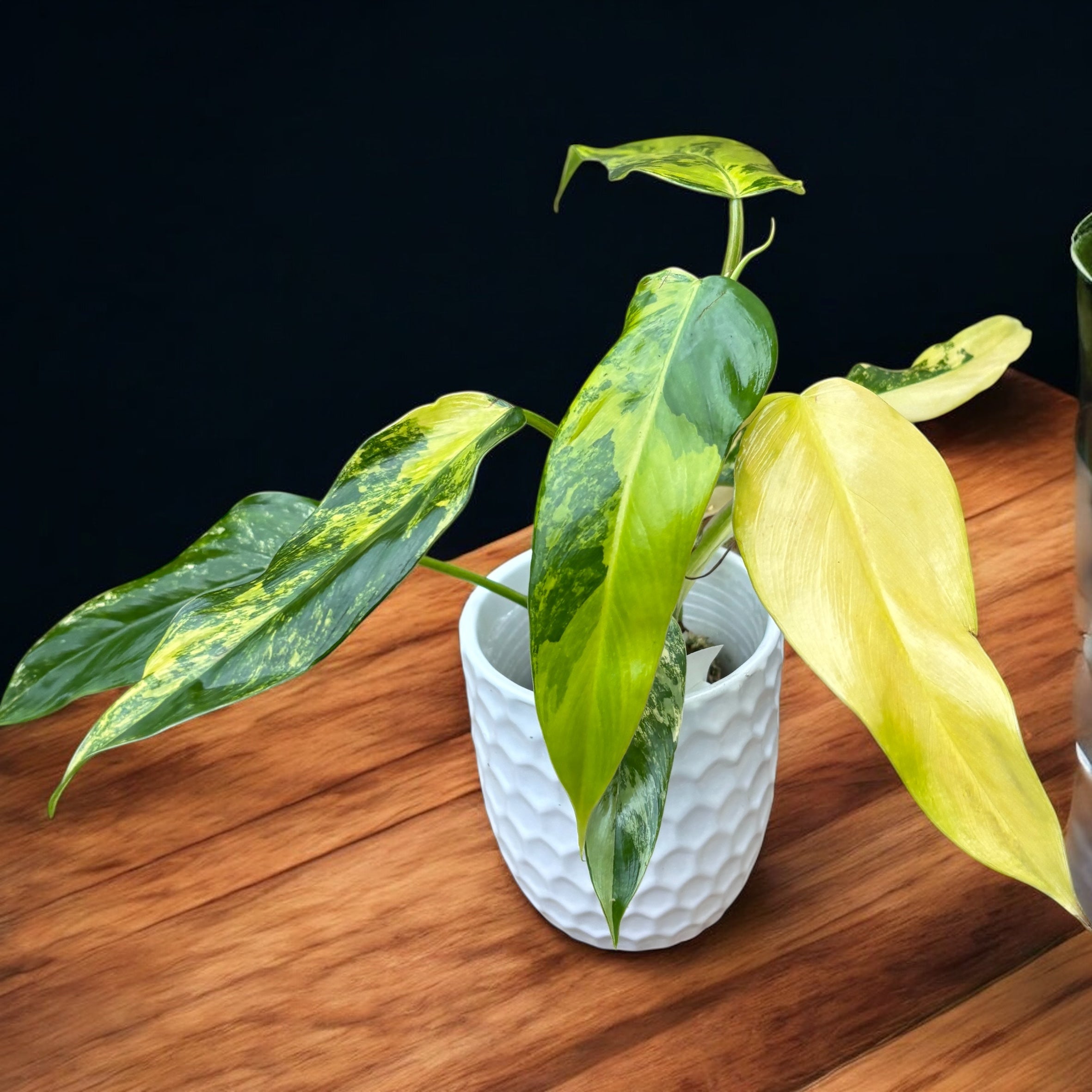 Philodendron domesticum 'Variegata' – Secret Garden Plant Shop
