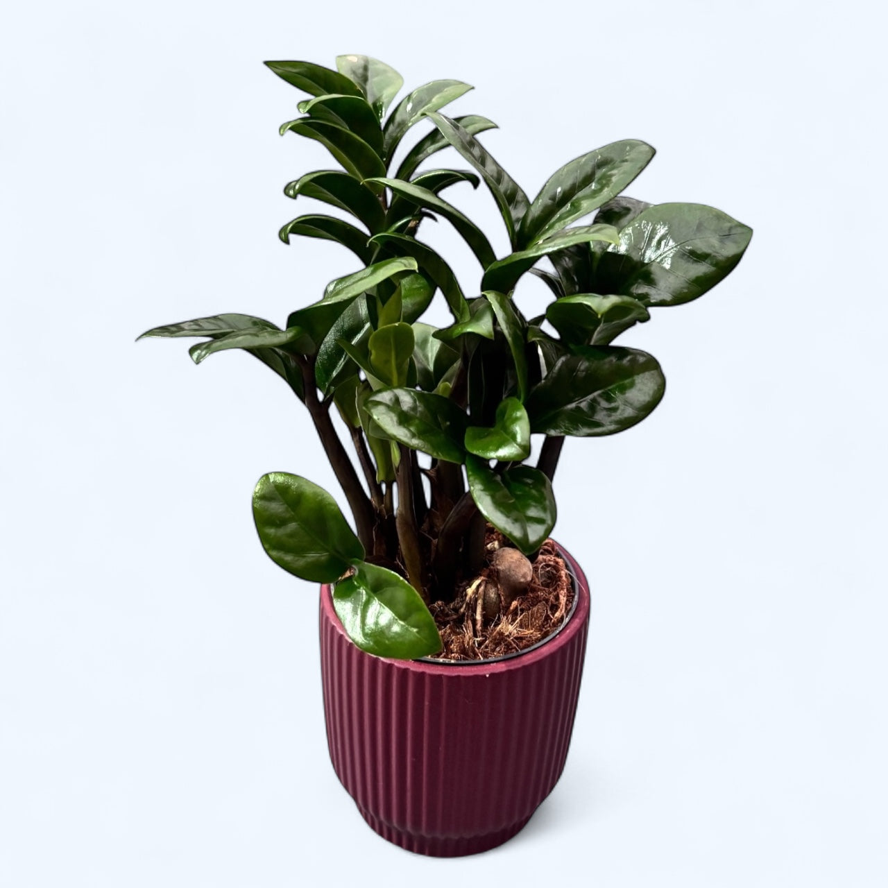 Zamioculcas zamiifolia 'Zenzi' – eleganta compacta, perfecta