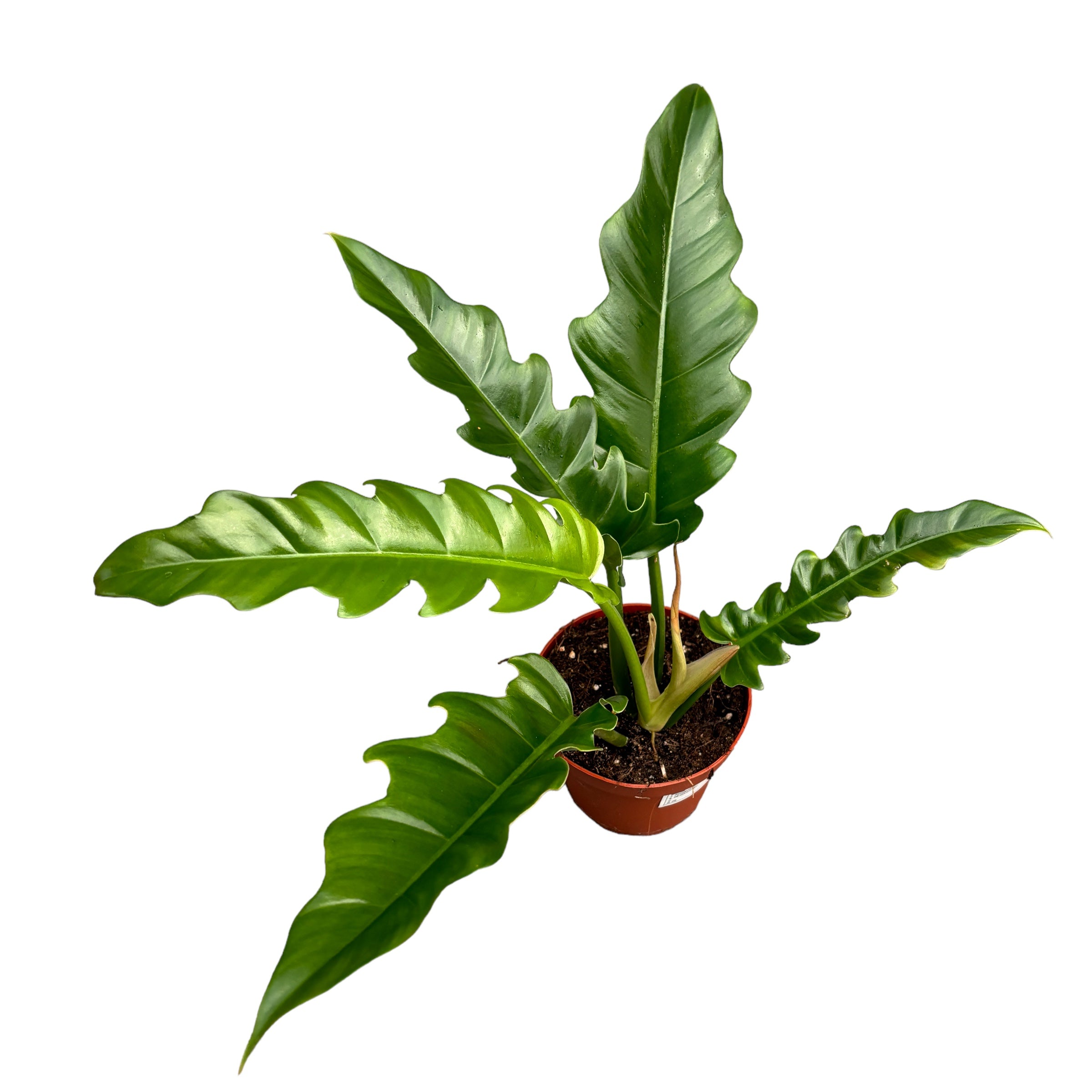 philodendron saw Philodendron Saw – Secret Garden Plant Shop
