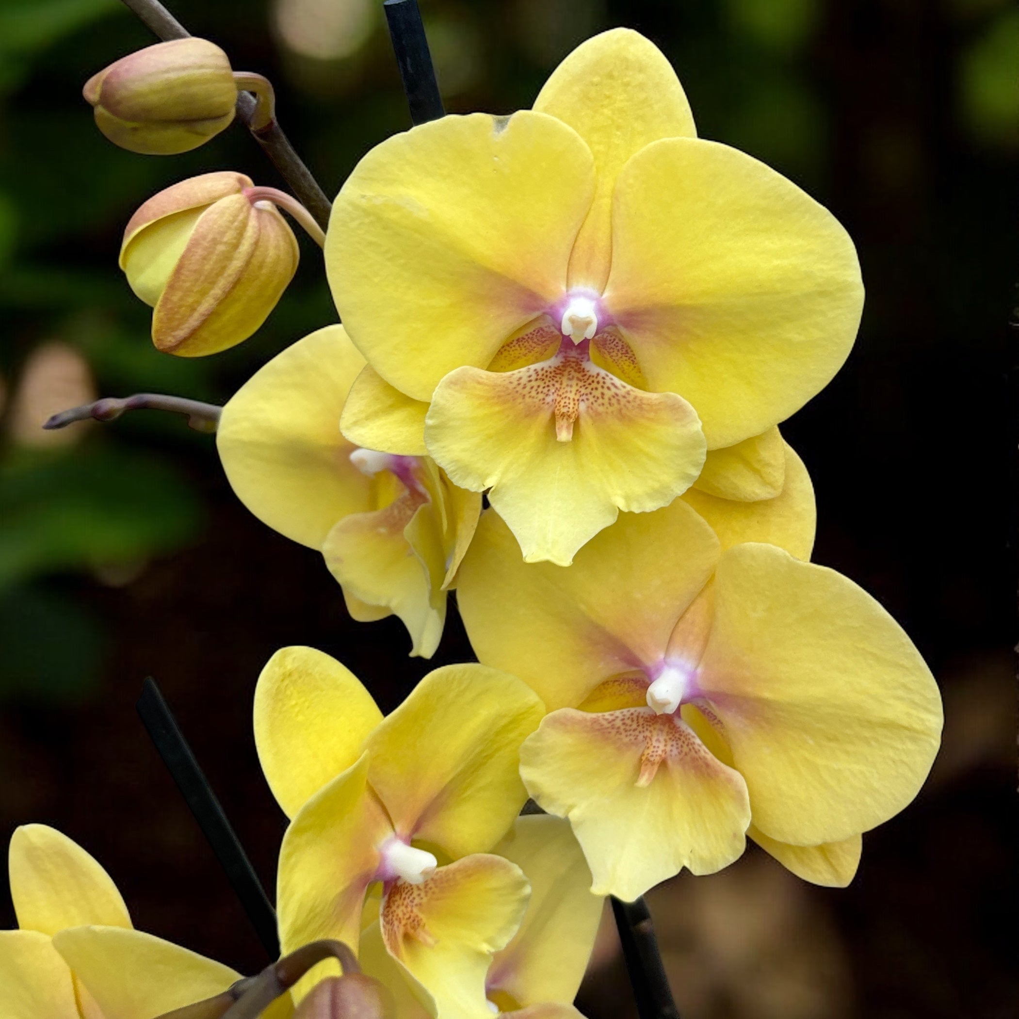 Phalaenopsis Manta Palau big lip – Secret Garden Plant Shop
